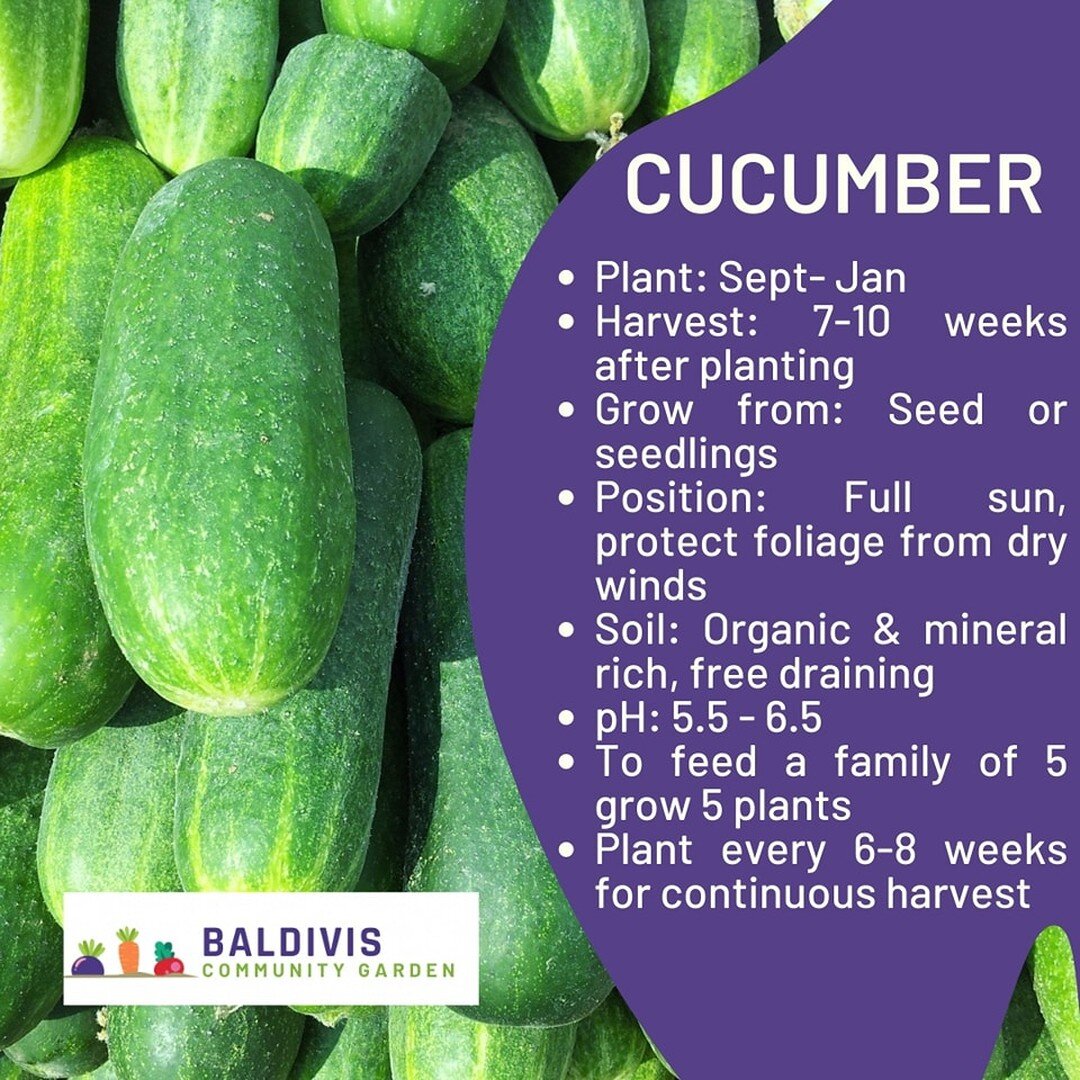 Clear out the last of the winter patch and throw in a couple of cucumber seeds!

With a number of different colours, shapes and sizes, there is a cucumber plant to suit your needs.

 #growyourown #gardeninglife #cucumber #communitygarden #baldiviswa 