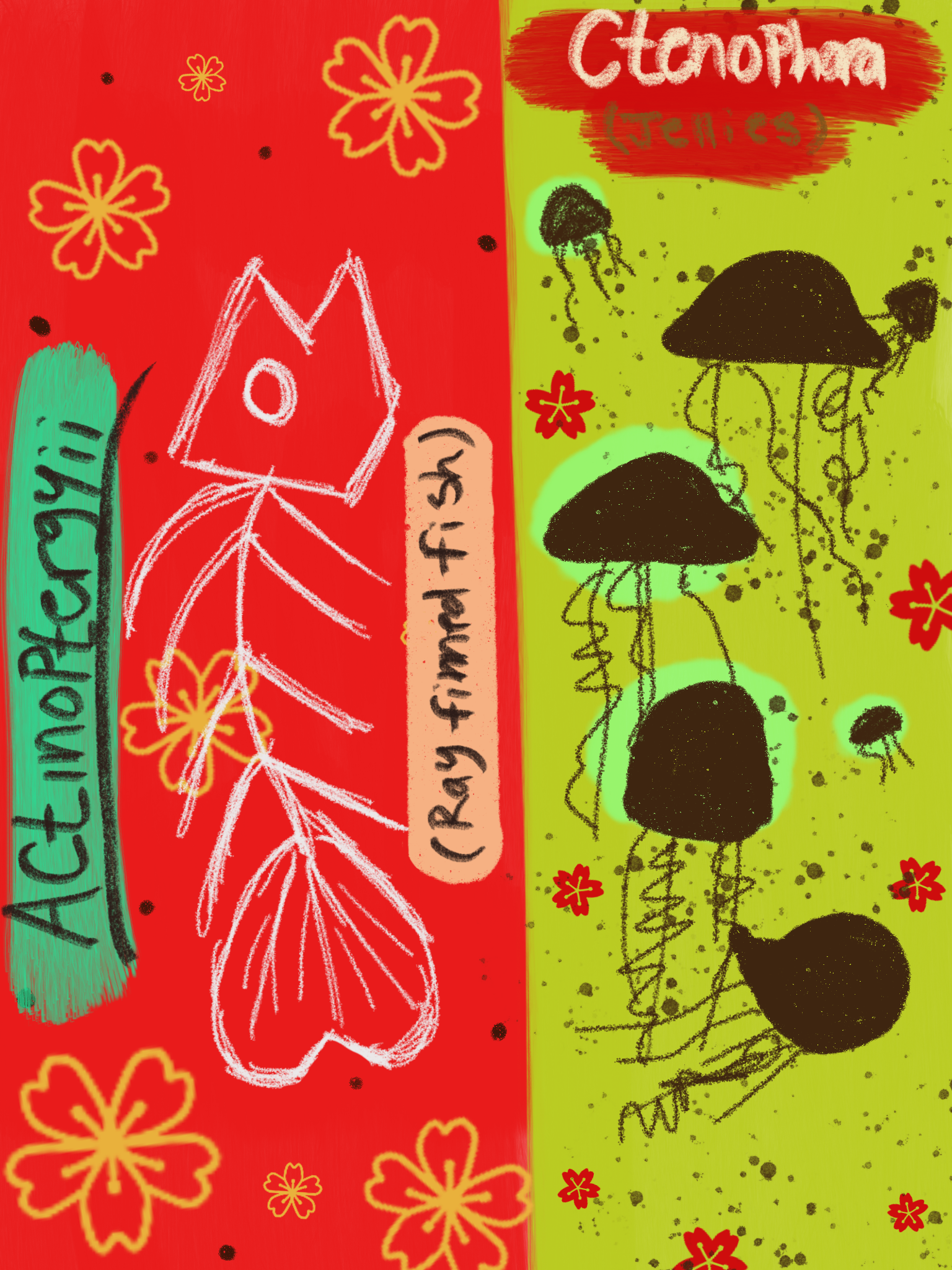 Actinoptergyii (ray finned fish) and Ctenophora (jellies) Bookmarks. 