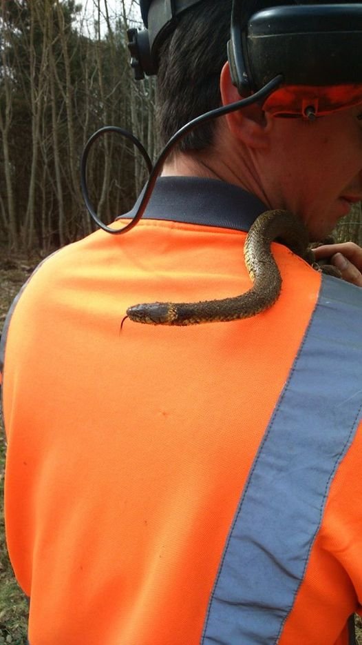 snake.jpg