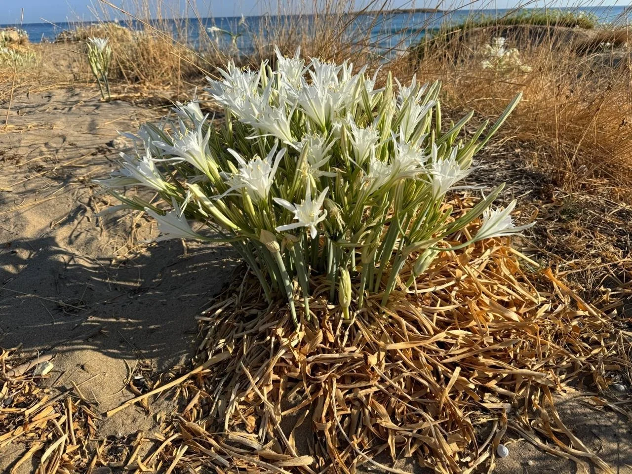 WhatsApp Image 2026-01-24 at 11.44.57 AM.jpeg