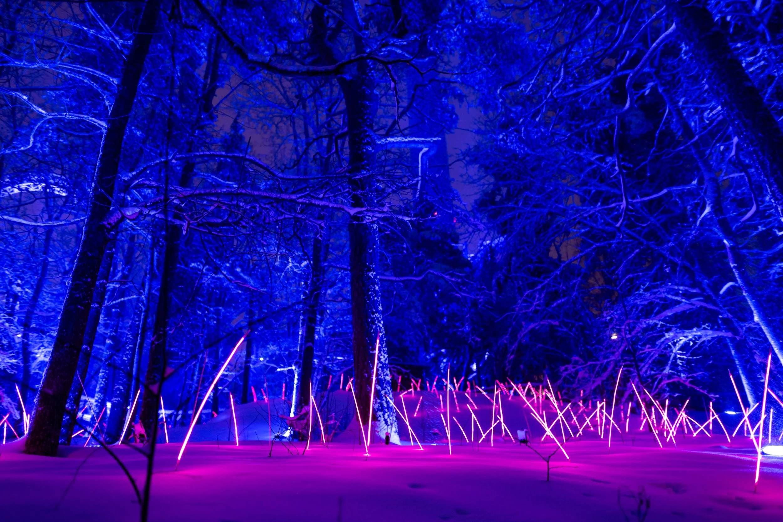 A forest scene illuminated with purple and blue lights, with snow on the ground and frost-covered trees.