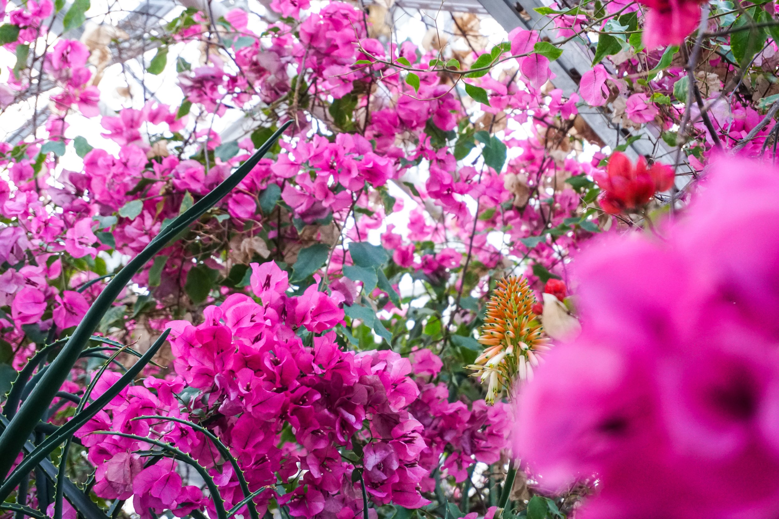 botania-ihmekoynnos.jpg