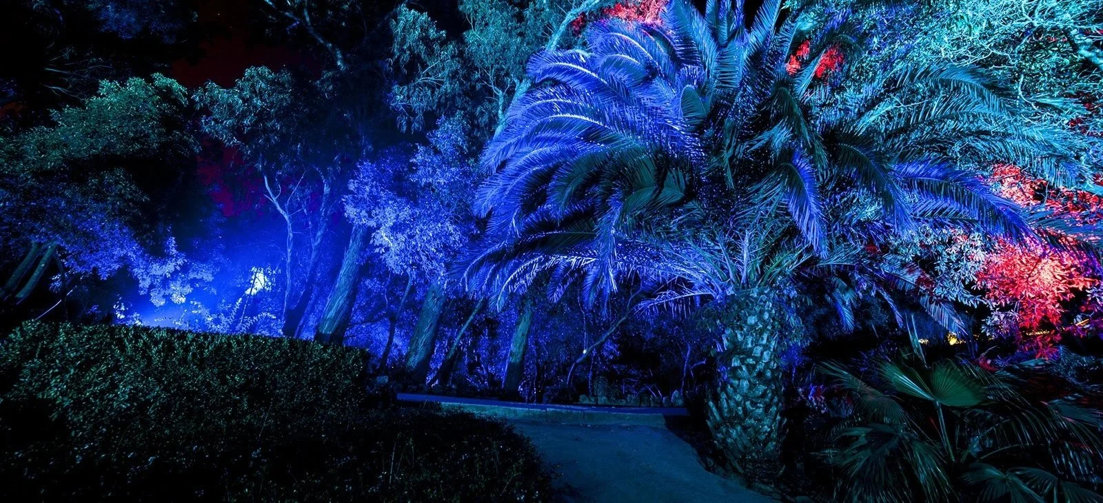 Night scene of illuminated trees and purple lights by Kari Kola at the Glow Festival in Eindhoven, the Netherlands, with bicycles parked along a pathway and a person walking nearby.