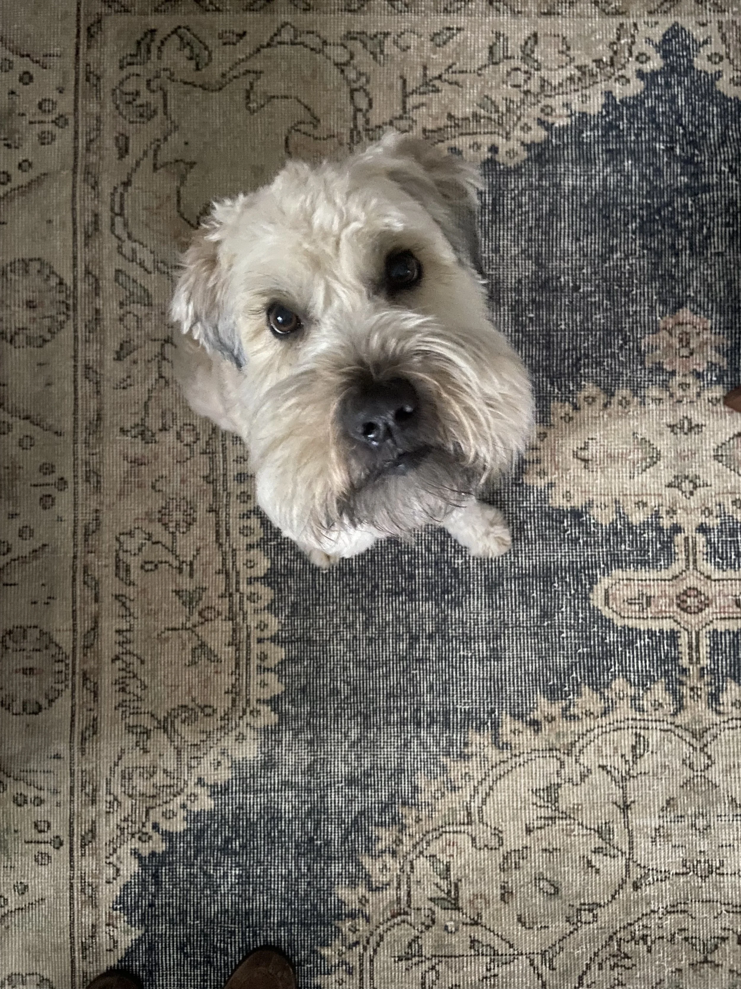 A wheaten terrier looks up into the camera, a blue and beige carpet underneath it.