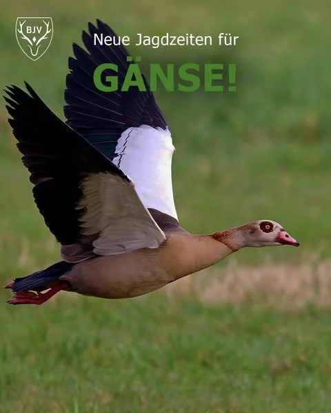 Neue Verordnung in Bayern seit 01.09.2025: 
Die Rostgans ist ab sofort im Jagdrecht und darf vom 1. Sept. bis 28. Feb. bejagt werden, Jungtiere sogar ganzjährig. Die Nilgans darf ab sofort ganzjährig bejagt werden. Grund dafür ist die