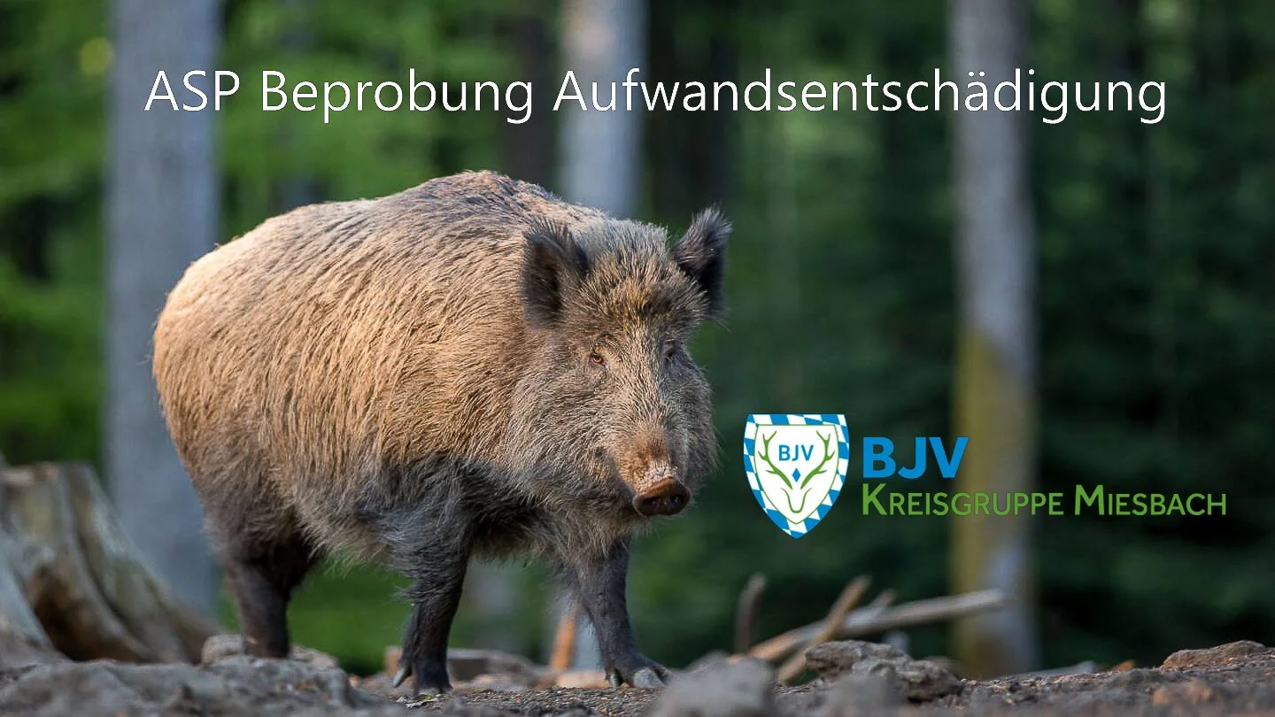Aufwandsentschädigung für ASP Probenabgabe, weitere Infos und Links auf unserer Website: 
https://www.bjv-miesbach.de/allgemeine-infos
#jagd #schwarzwild #bjv #asp #kreisgruppe #miesbach #seuchenbekämpfung #tierkrankheiten #seuche #h