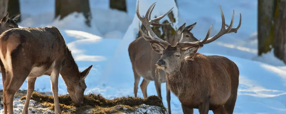 Artikel in der PIRSCH