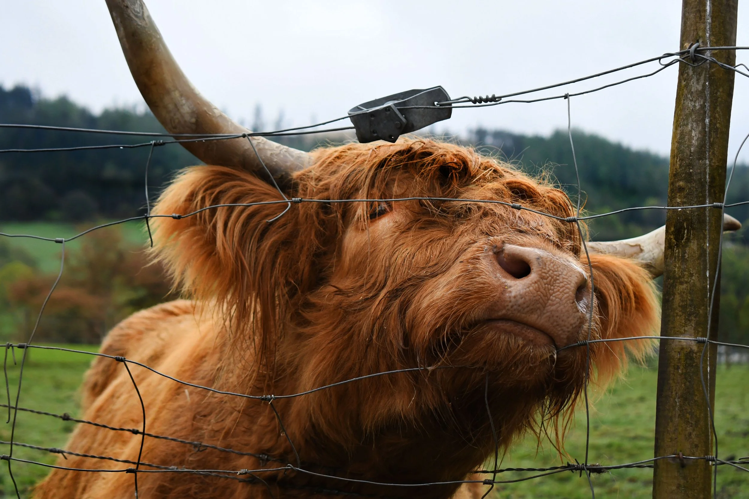 hairycoo.jpg