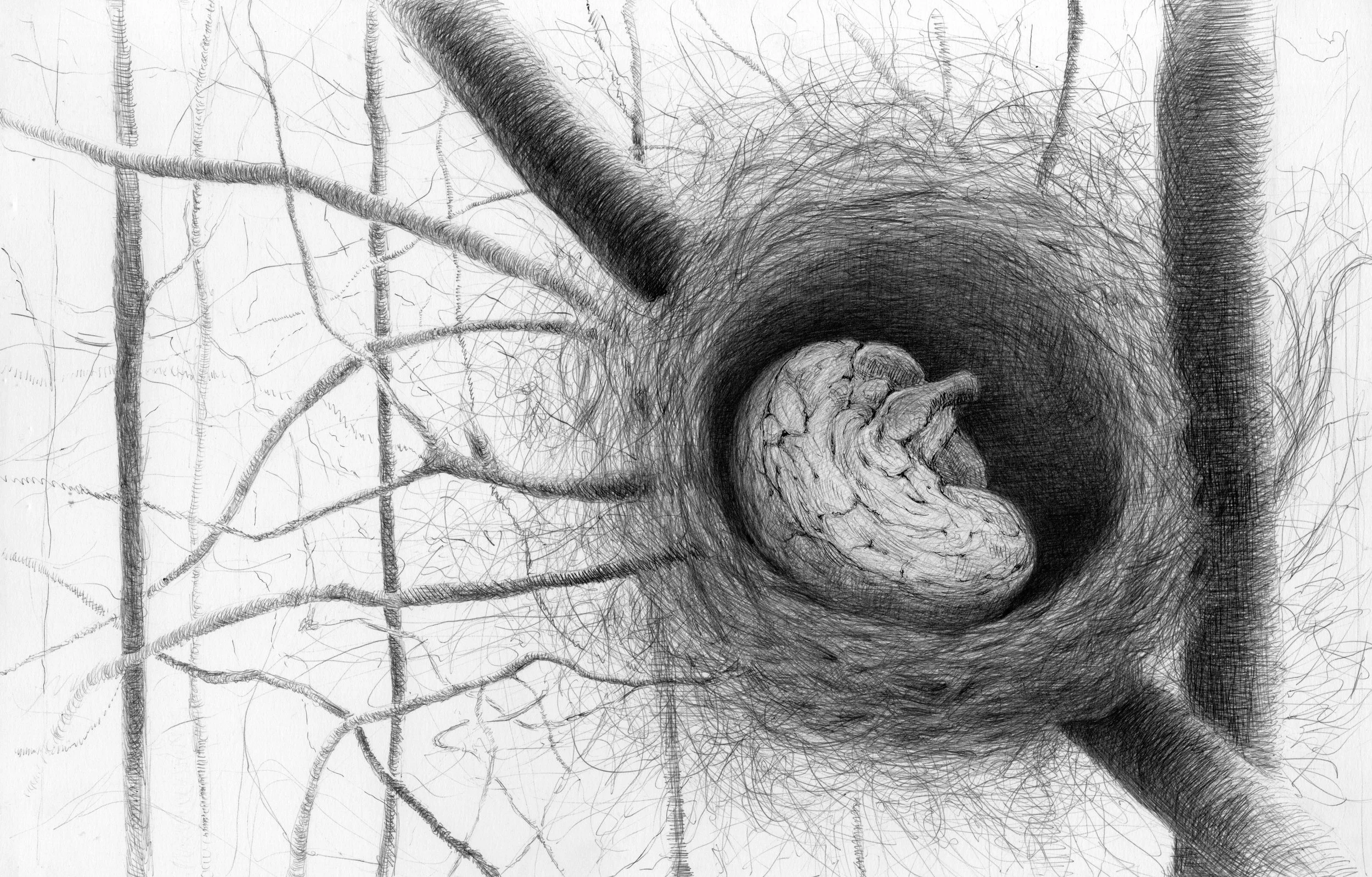  Ballpoint and Ink Drawing 