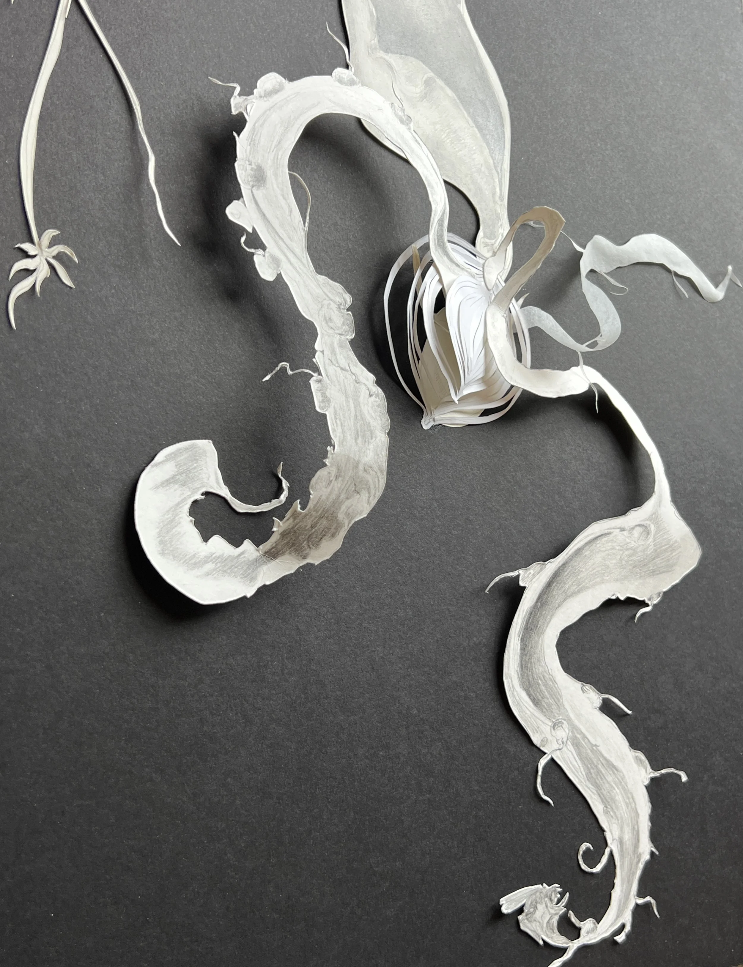 Unused Onion Close up 2