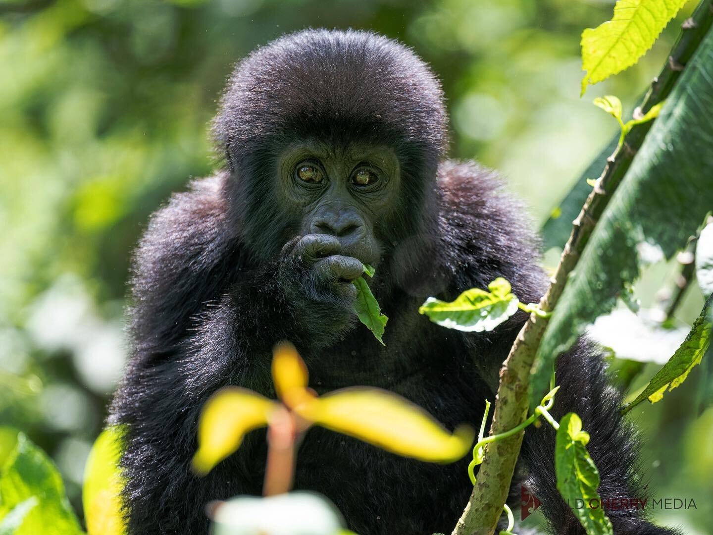 These gentle, fluffy, farty giants are frankly brilliant. Spending time with mountain gorillas is one of the most memorable nature experiences I&rsquo;ve enjoyed. All the more special for being able to watch and take photos instead of filming. Reconn