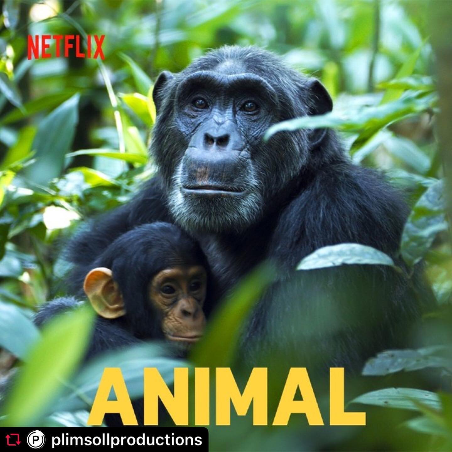Memories that will always stay with me, following this chimpanzee Penelope with her brilliant family. 

&mdash;-

Reasons to watch our season 2 of ANIMAL: 

01. 

Our first episode, APES, is narrated by a real-life Hollywood Ape, @andyserkis is King 