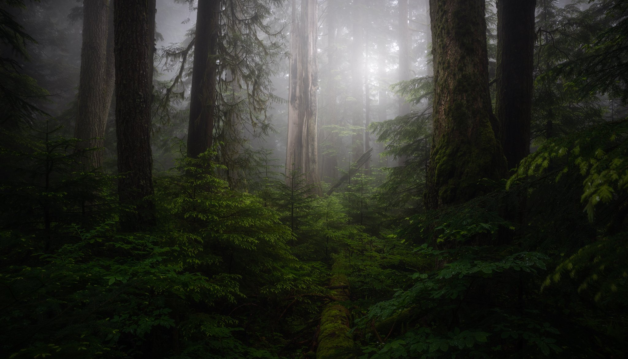 2020-06-BrothersLoop-LeadingLog-Rough#3 (2020_12_17 04_04_37 UTC).jpg