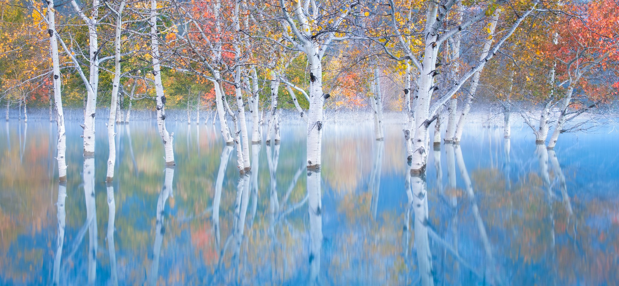 A fine art pint of the beautiful floating aspens of Abraham lake, Nordegg, Alberta