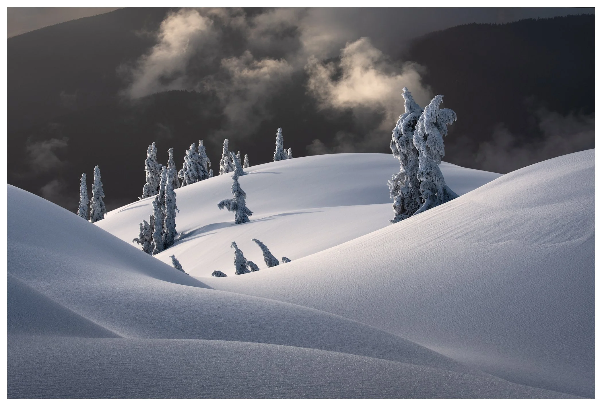 2021-02-Seymour-TreesOnBlack-2048px white boarder.jpg