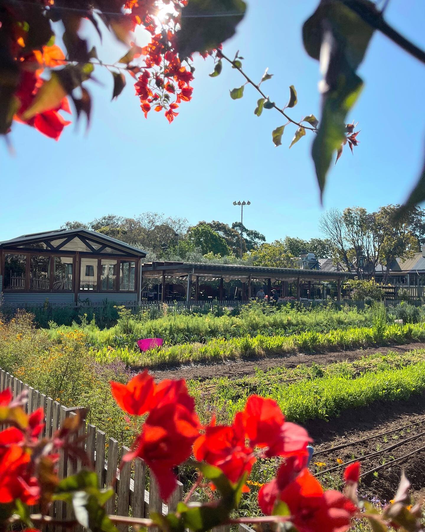 Imagine having a breakky or lunch view like this everyday 😍

Surrounded by lush greenery @pocketcityfarms . 
Fresh from the soil into your food and beverages! 🥘🍹