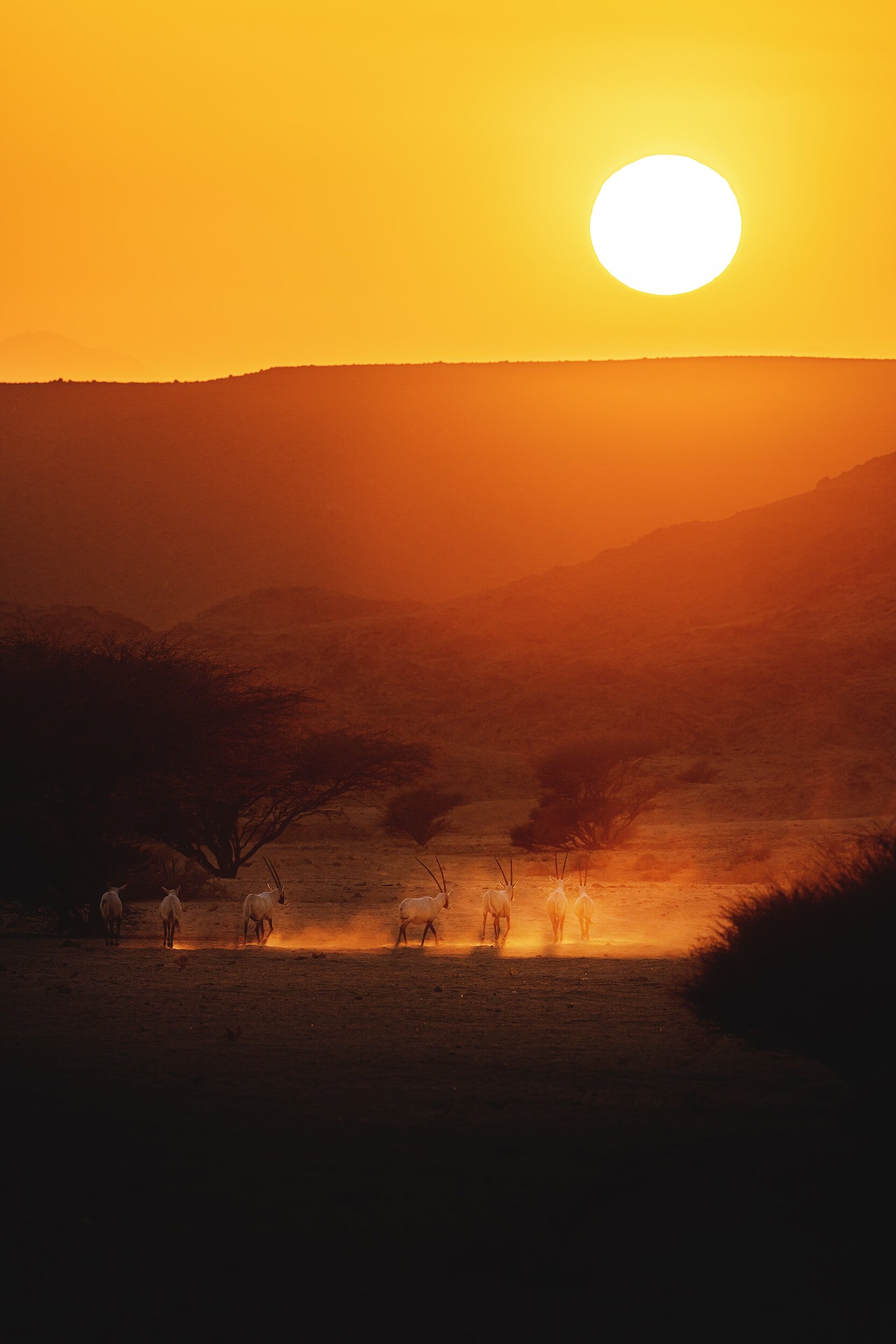 how to manage heat-related illness