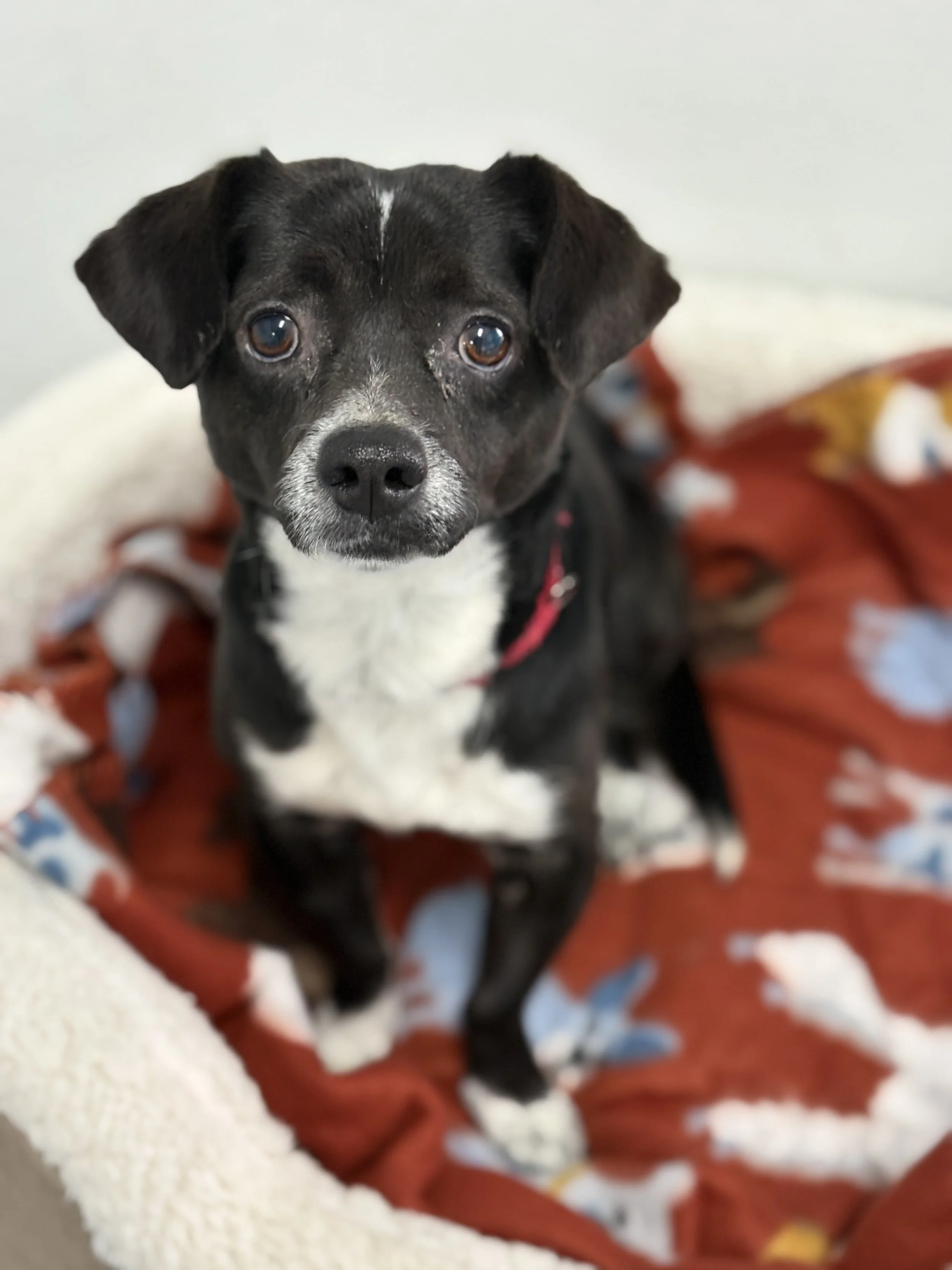 Carlitos/ Chihuahua/Terrier/ 6 Years old.