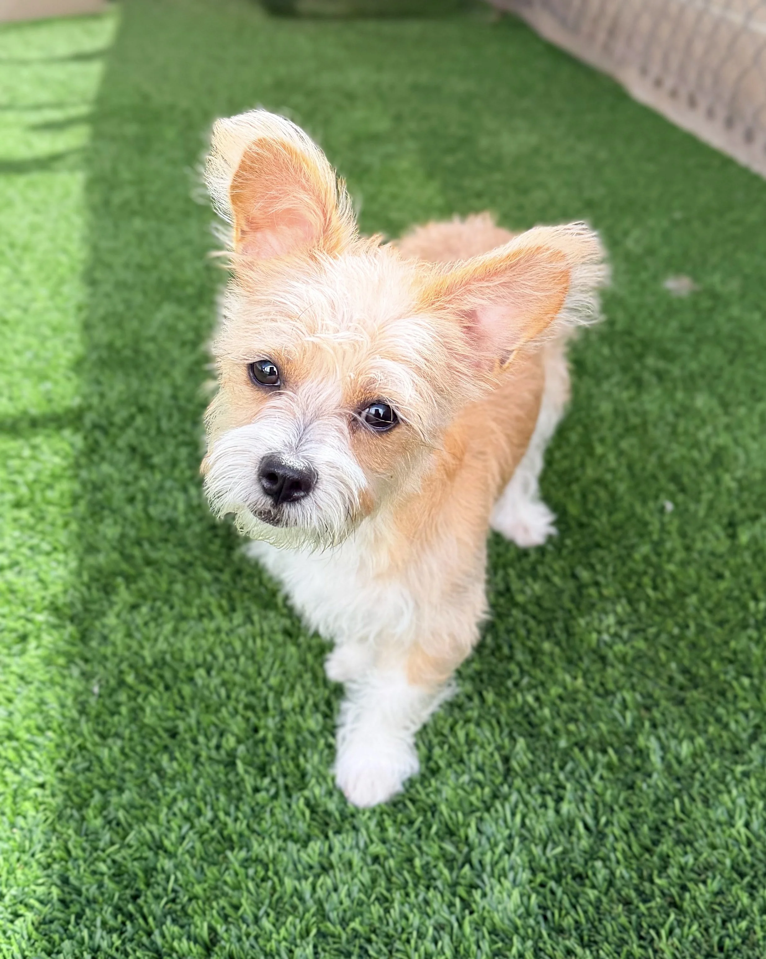 Dolly Pawton/ Mixed Breed.
