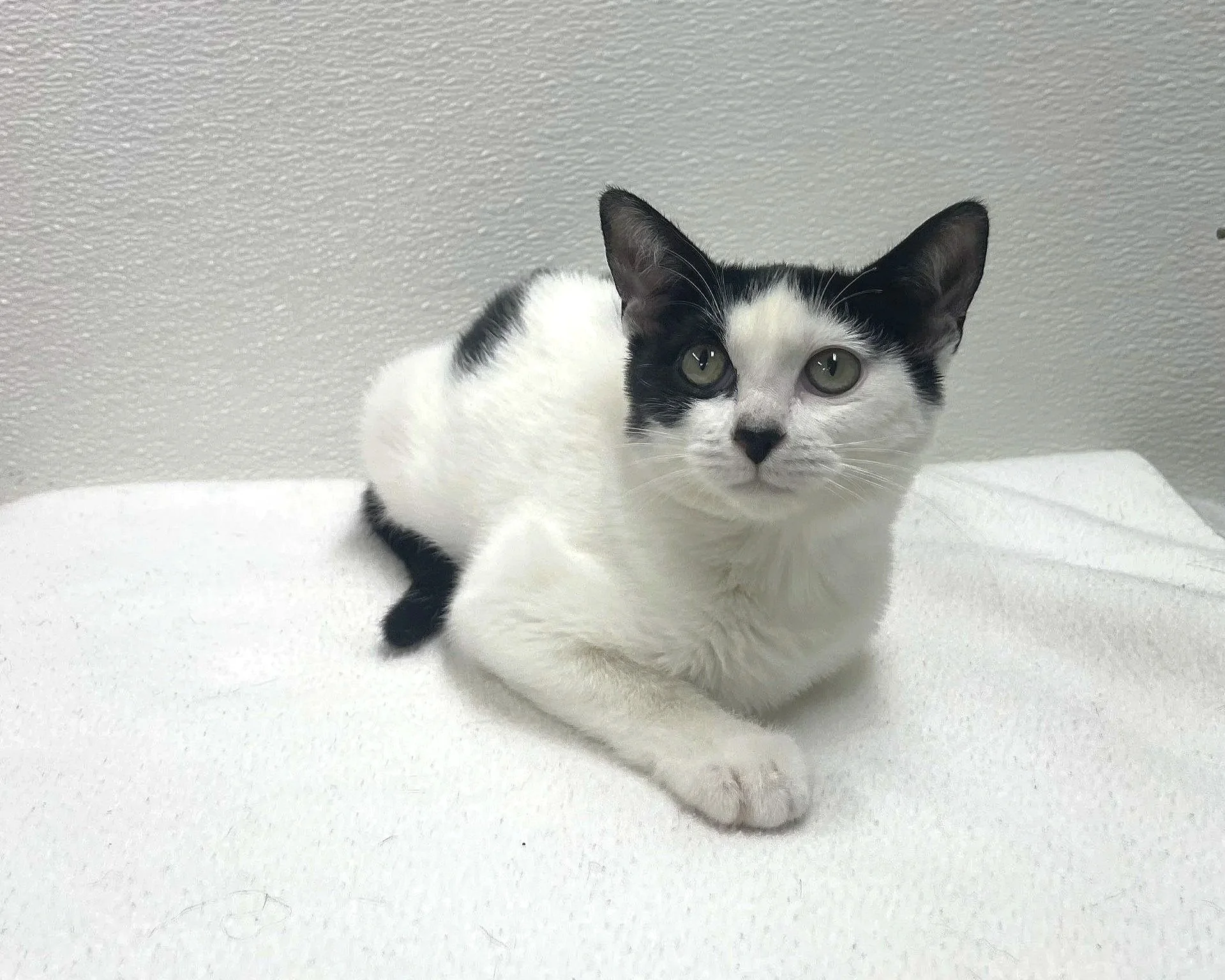 Cocoa/White&Black/Female