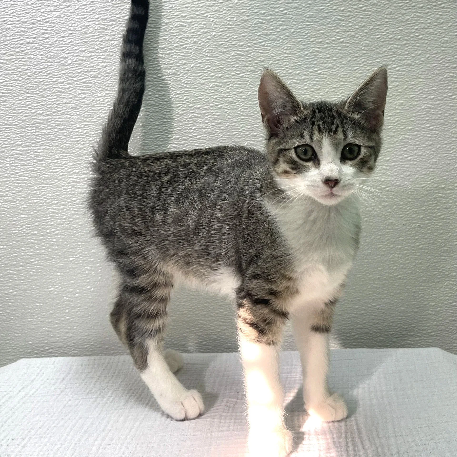 Holly/Grey&White/Female