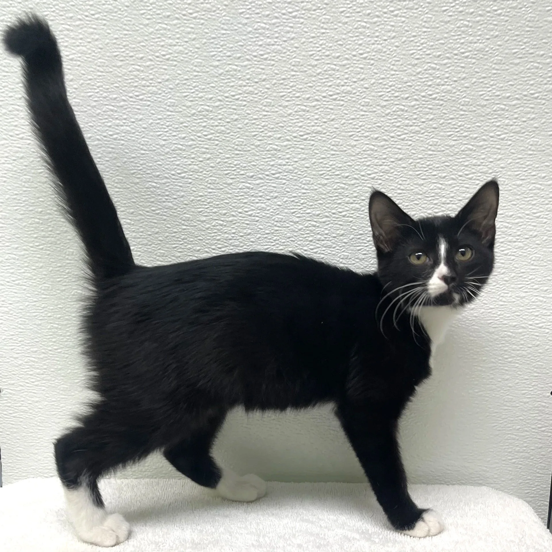 Jingle/Tuxedo/Female