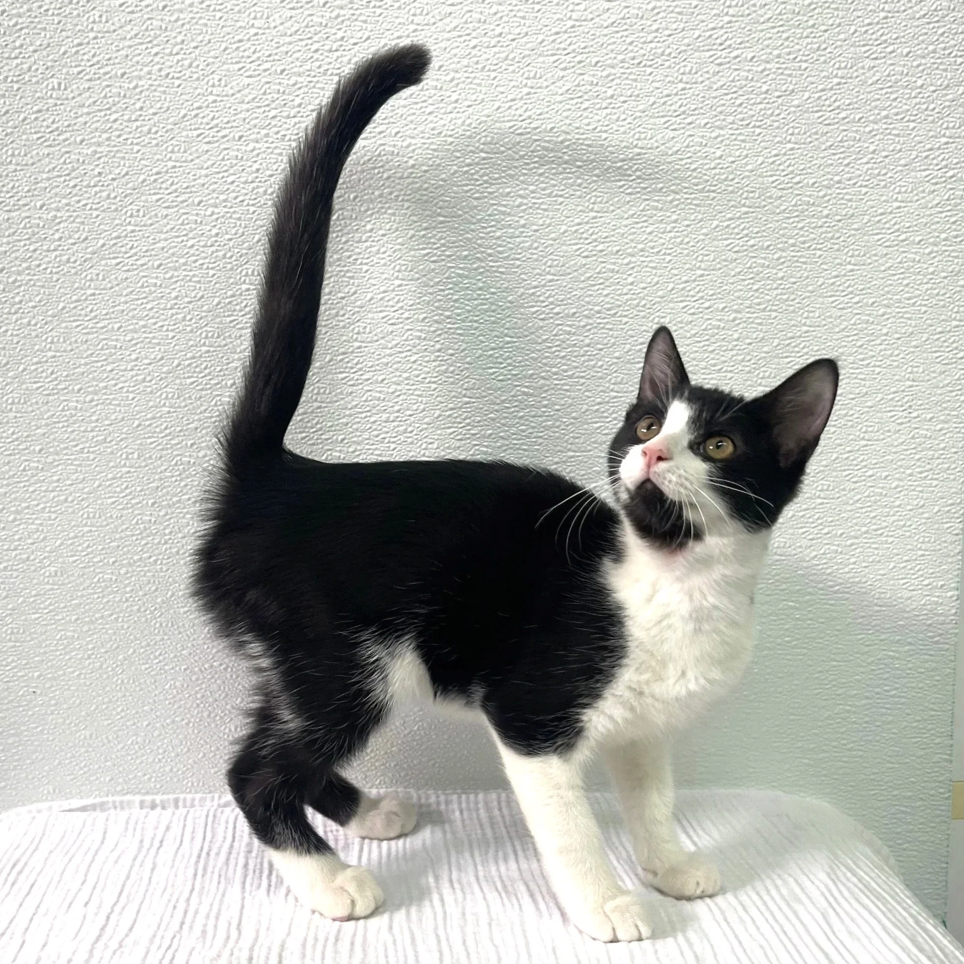 Twinkle/Black&White/Female