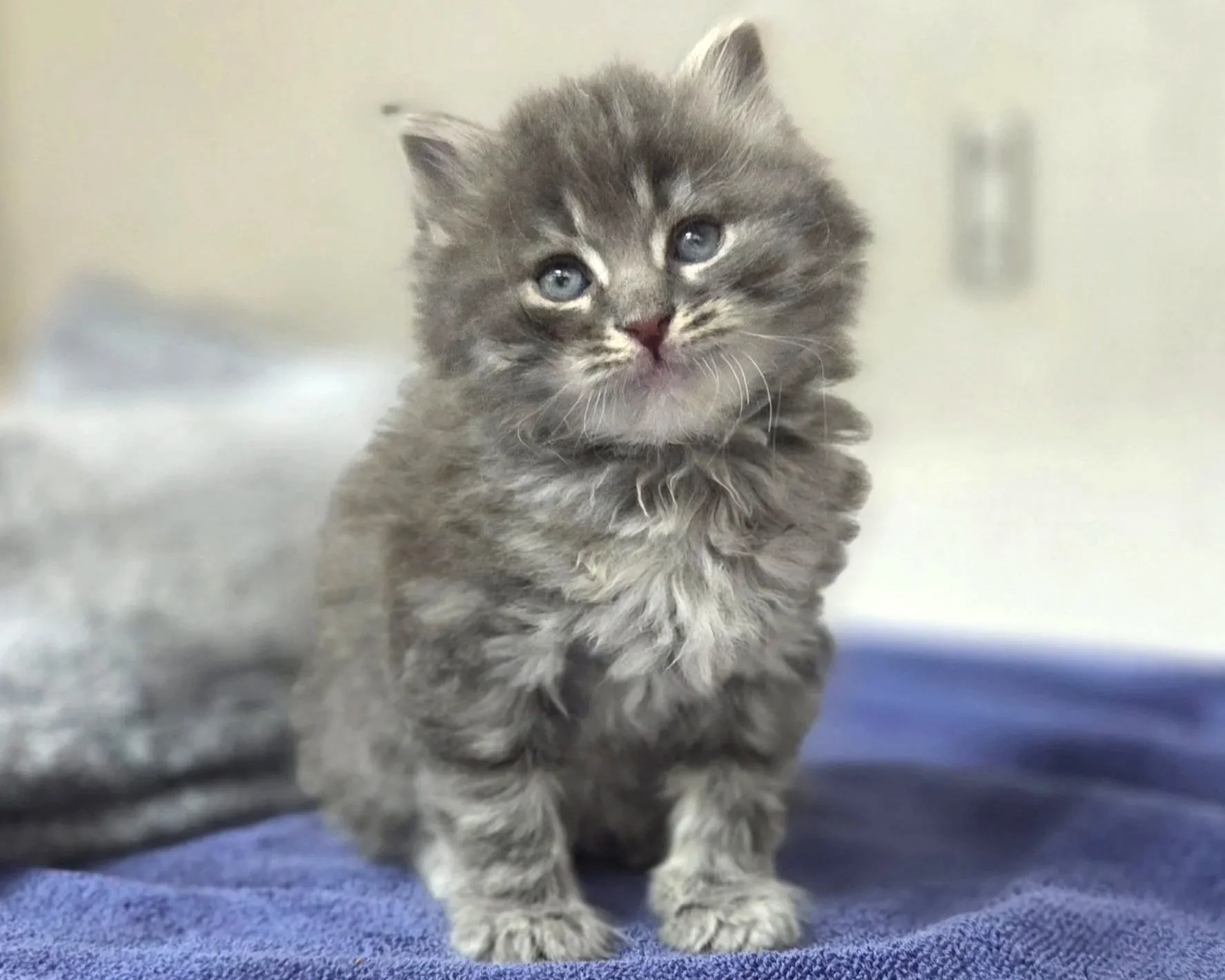 Claus/Grey Tabby/Male