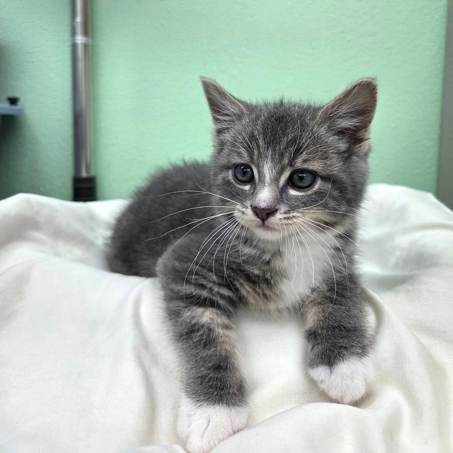 Tinsel/Grey&White/Unknwn Gender