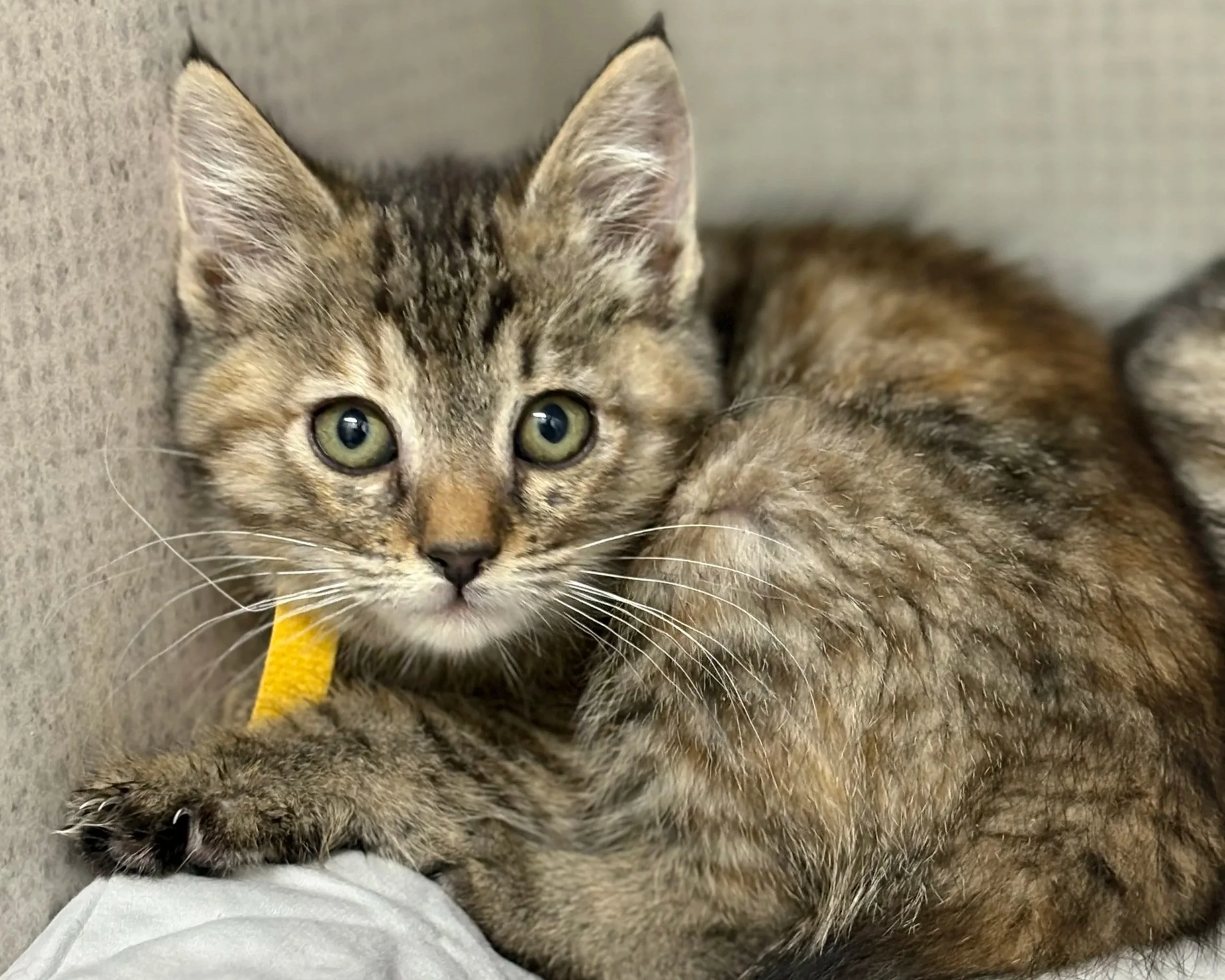 Tuna Turner/ Female/ 6 weeks approx.