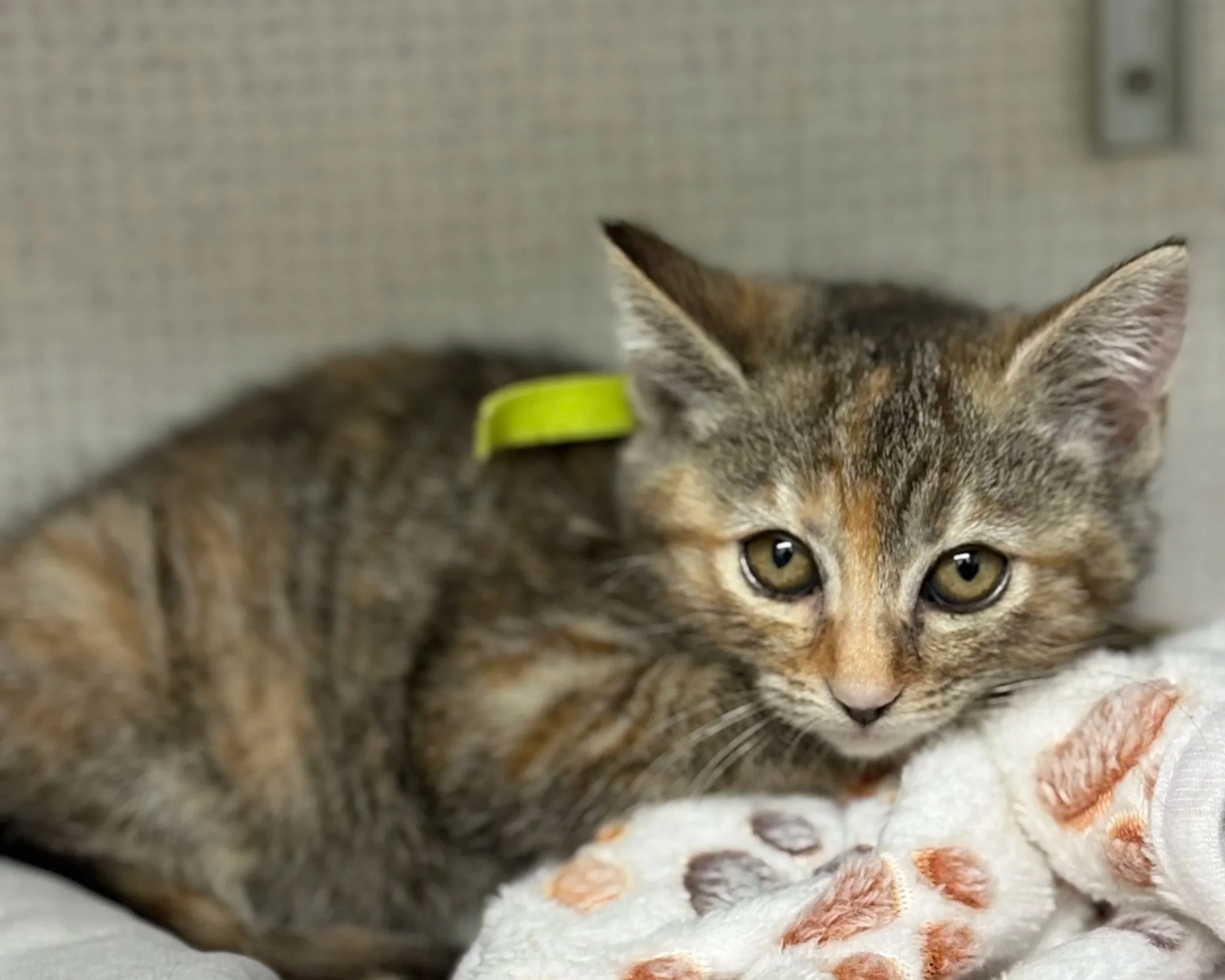 Meowdonna/ Female/ 6 Weeks Approx.