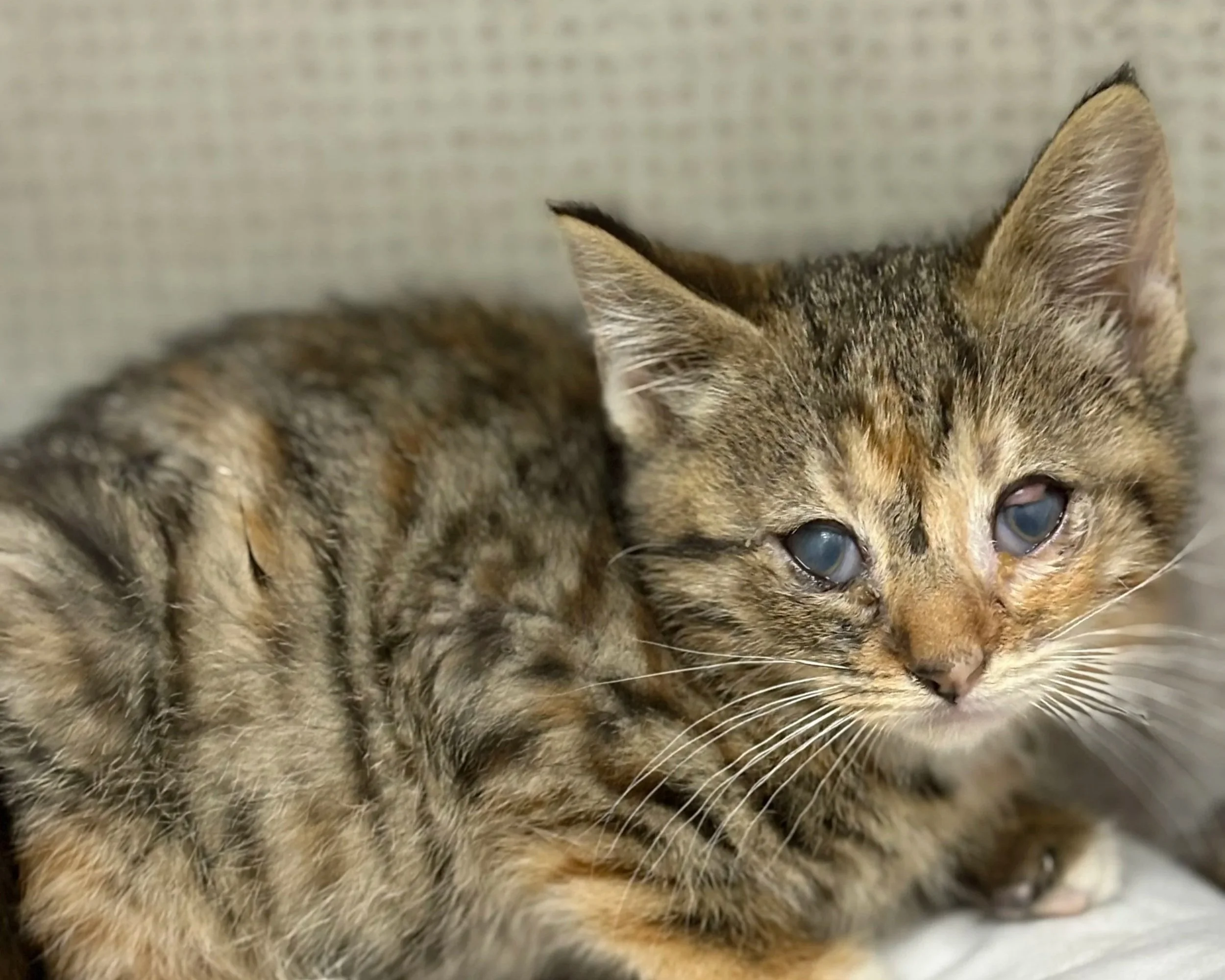 Whiskerella/ Female/ 6 Weeks Approx/Under Healthcare Observation.