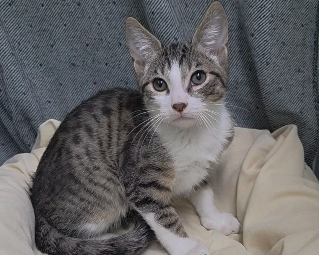 Roo/ Male/13 weeks Approx.