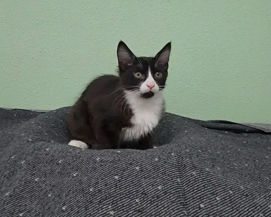 Hairy/ Male/13 Weeks Approx.