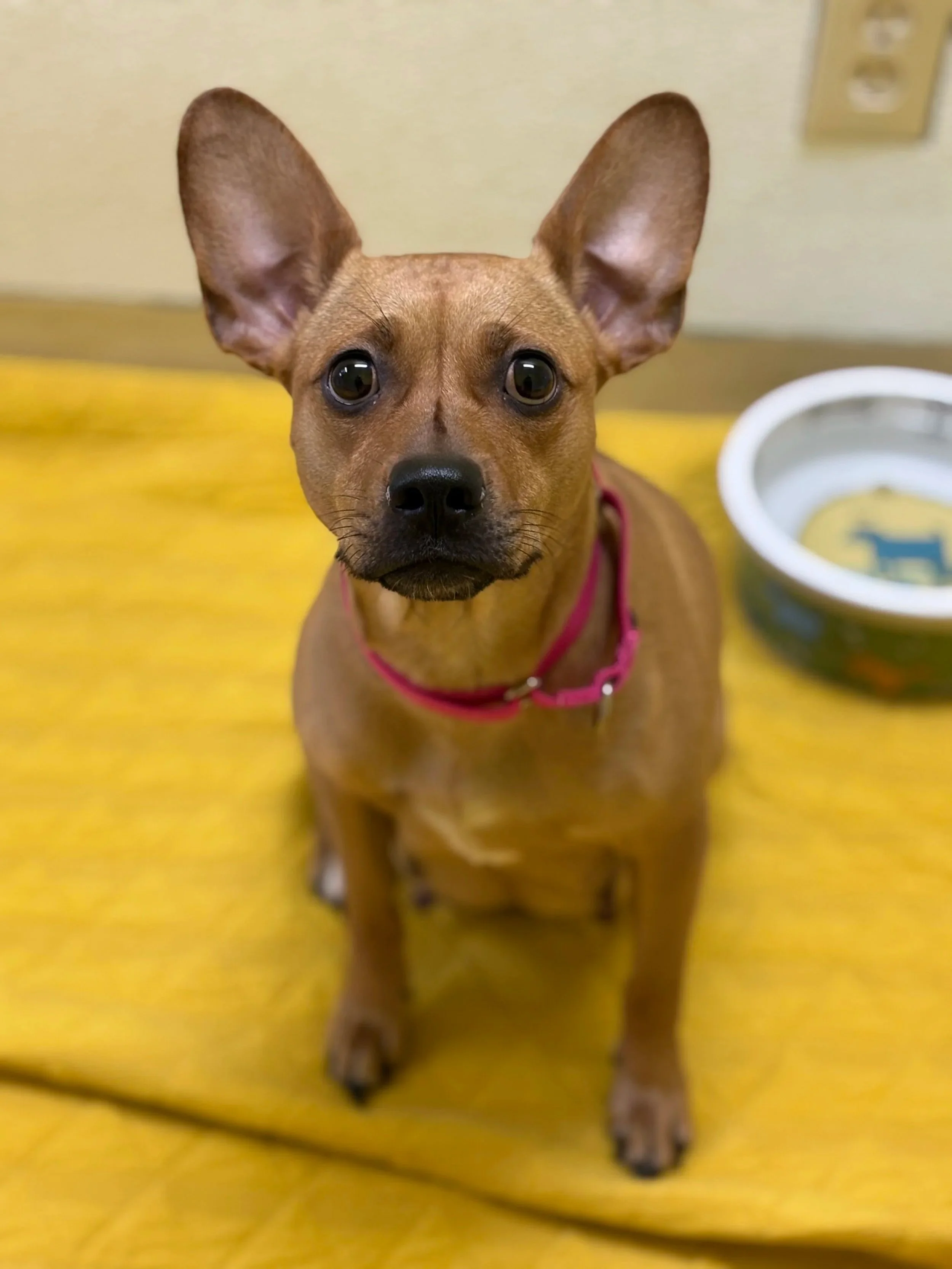 Pawgnant: Our Sweet Mama-to-Be. Terrier Mix/ 1.5 years old Approx.