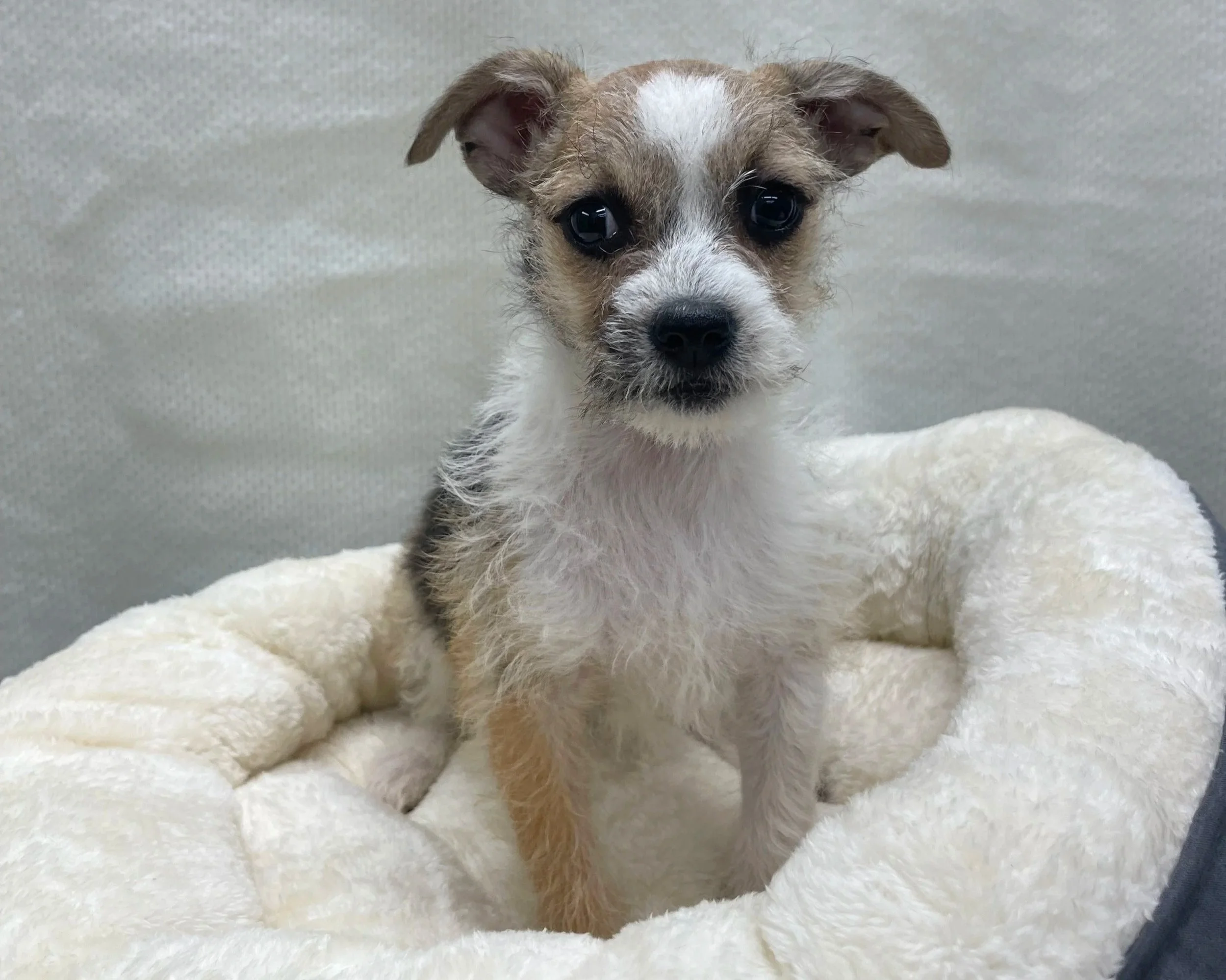 Munchkin/Female/ 14 weeks approx.