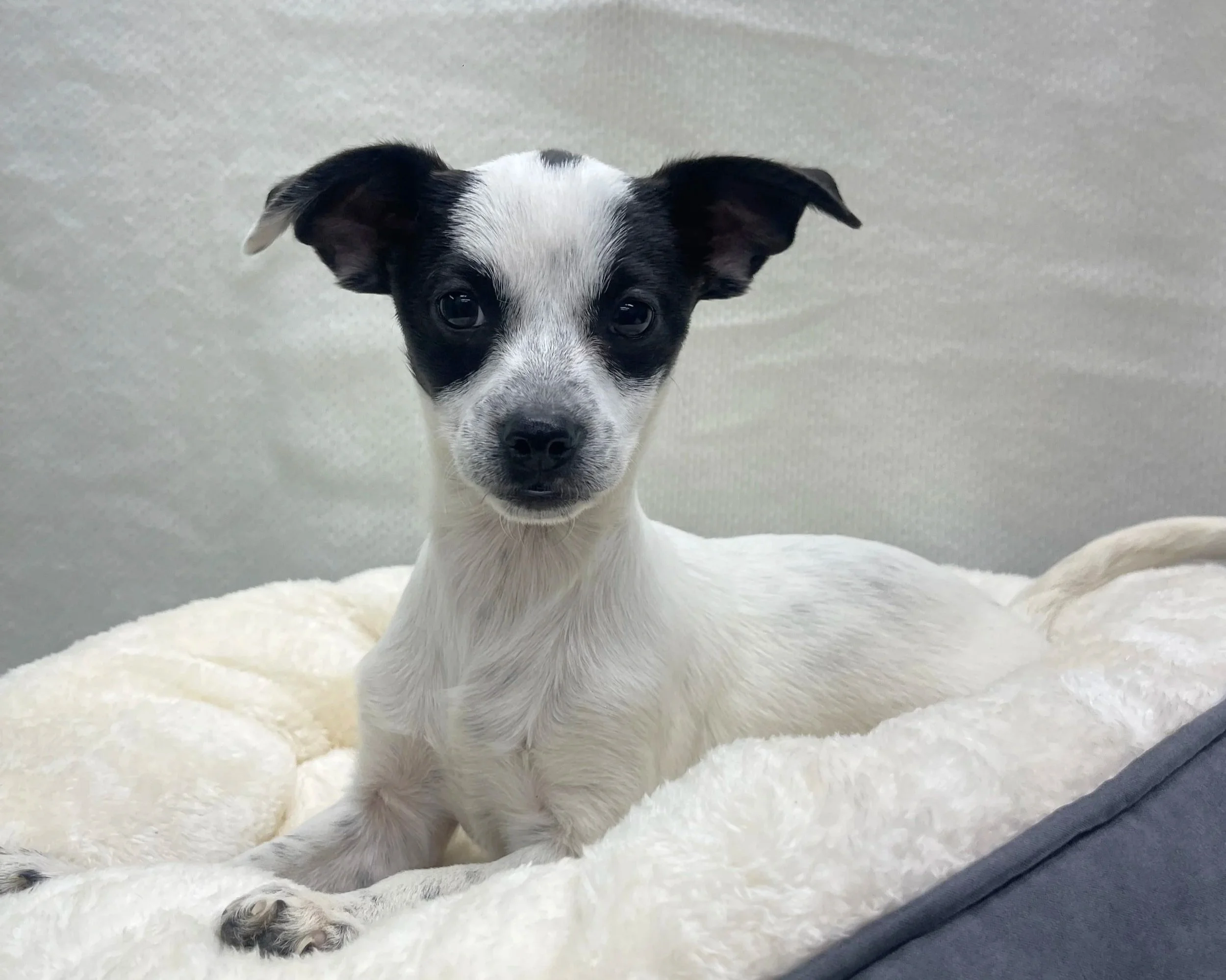 Pebbles/ Female/ 14 Weeks Approx.