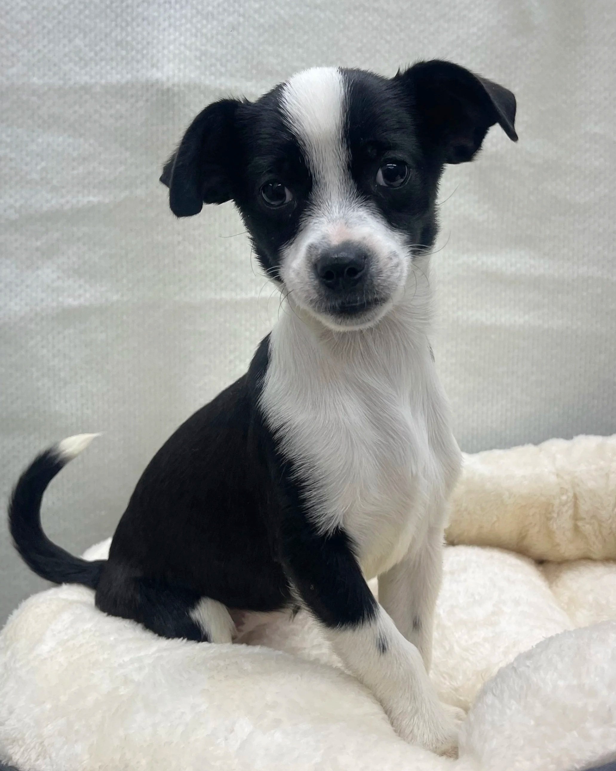 Bitsy/ Female/14 Weeks Approx.