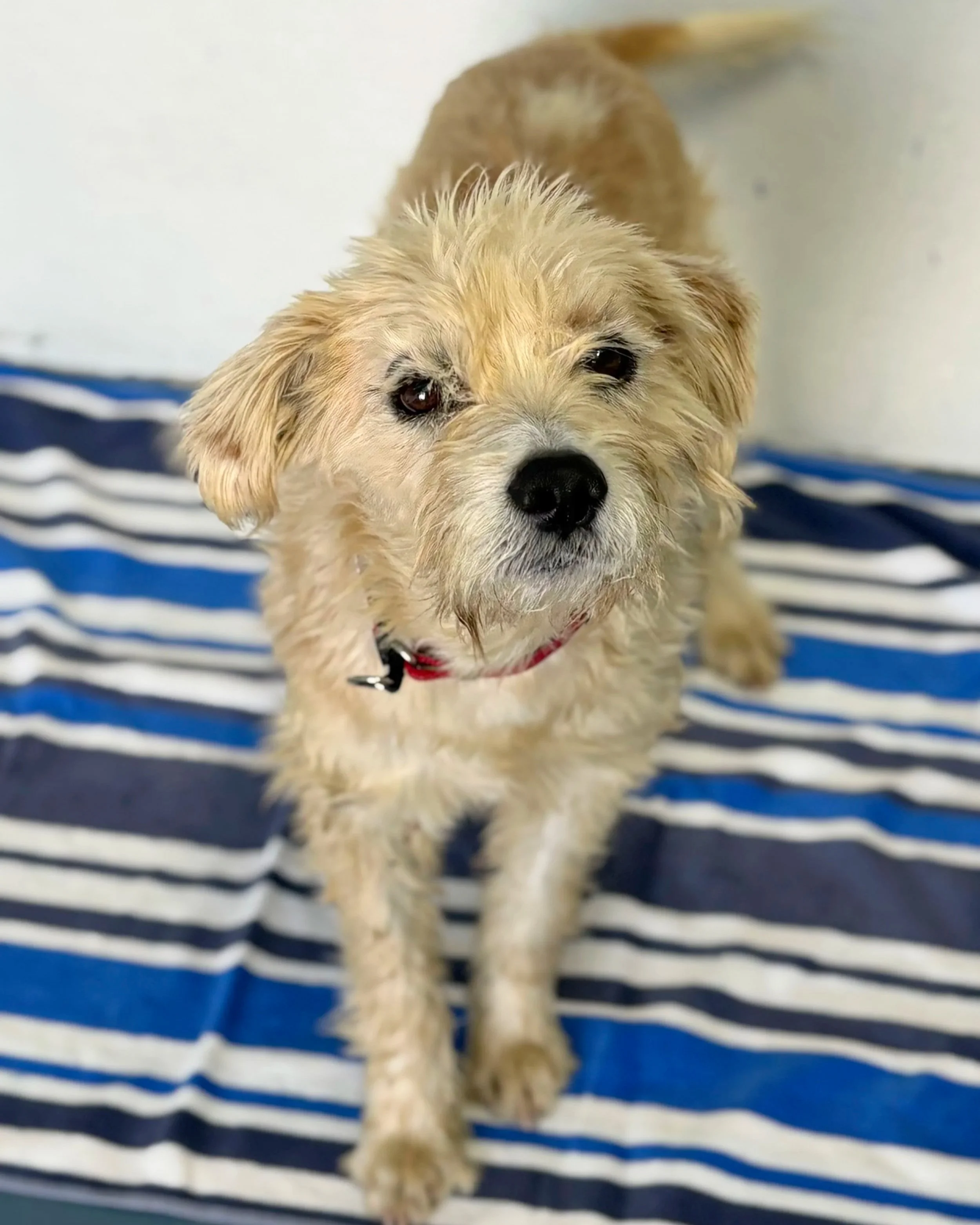 This is Captain Chaos—terrier by breed, chaos by choice 
Fast feet, curious nose, and a heart full of fun.
2 years old.
