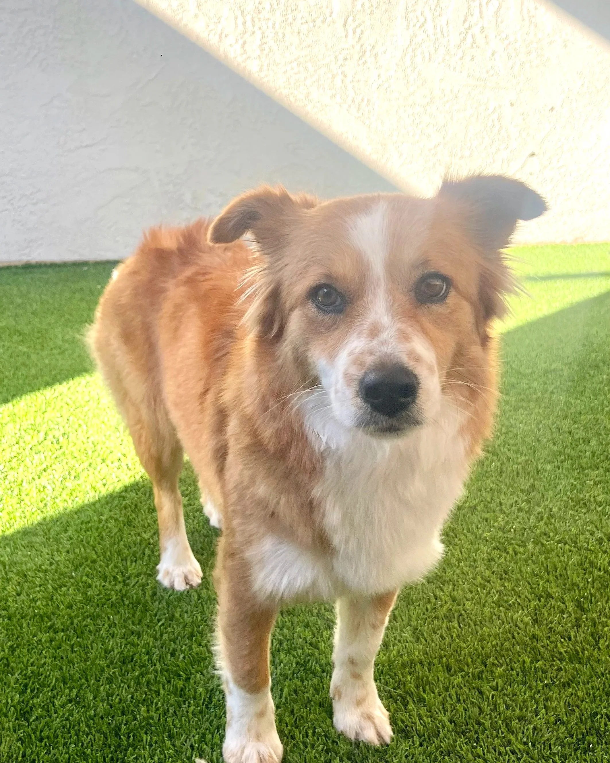 Nugget/ Mixed Breed/ 2 Years Old