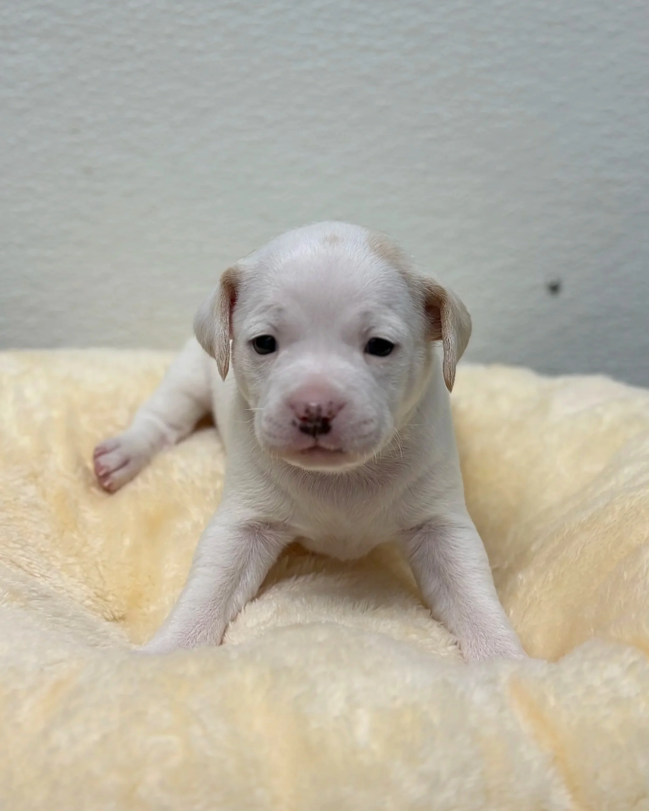Moon/ Male/ 3 Weeks