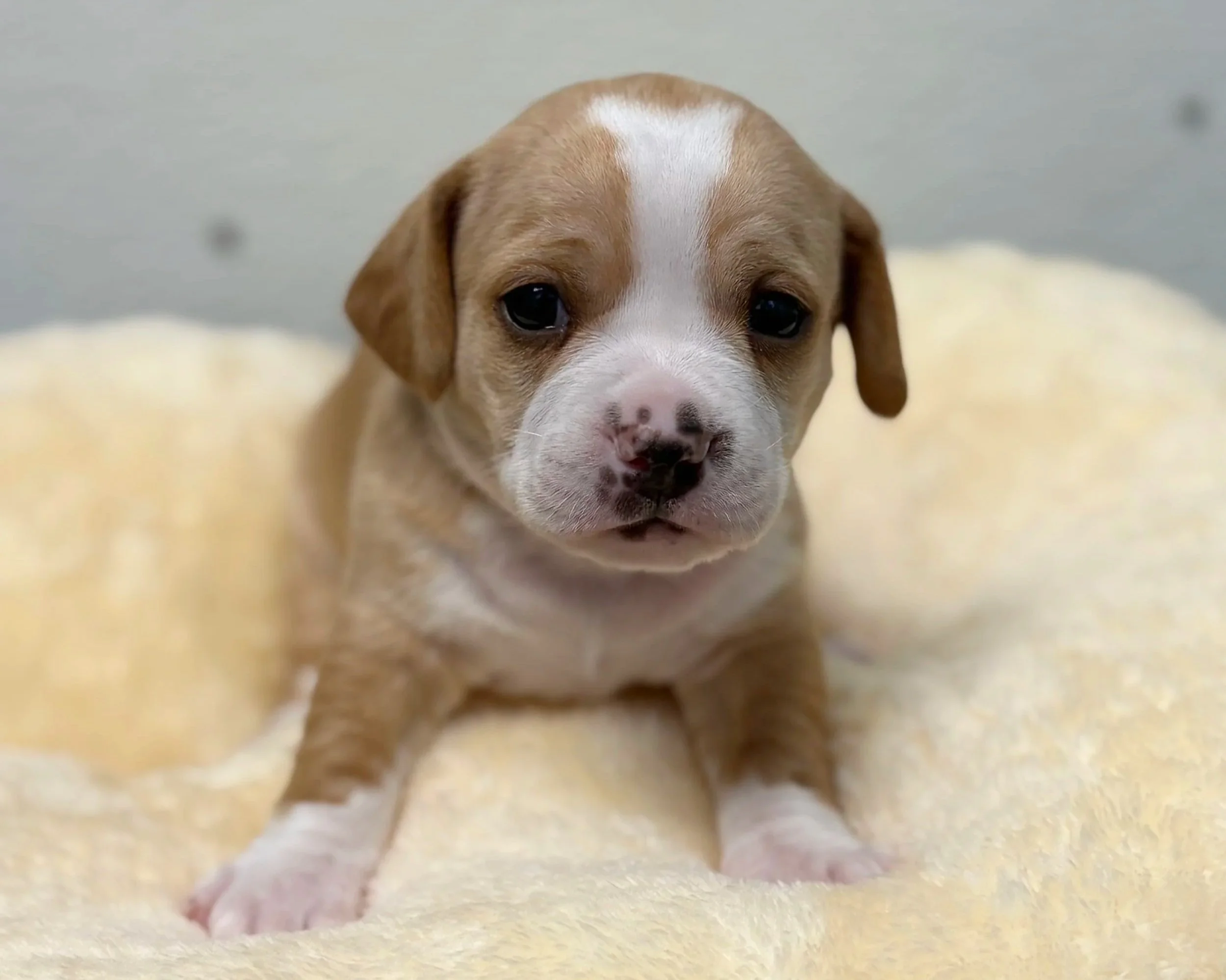 Momo/ Male/ 3 Weeks.