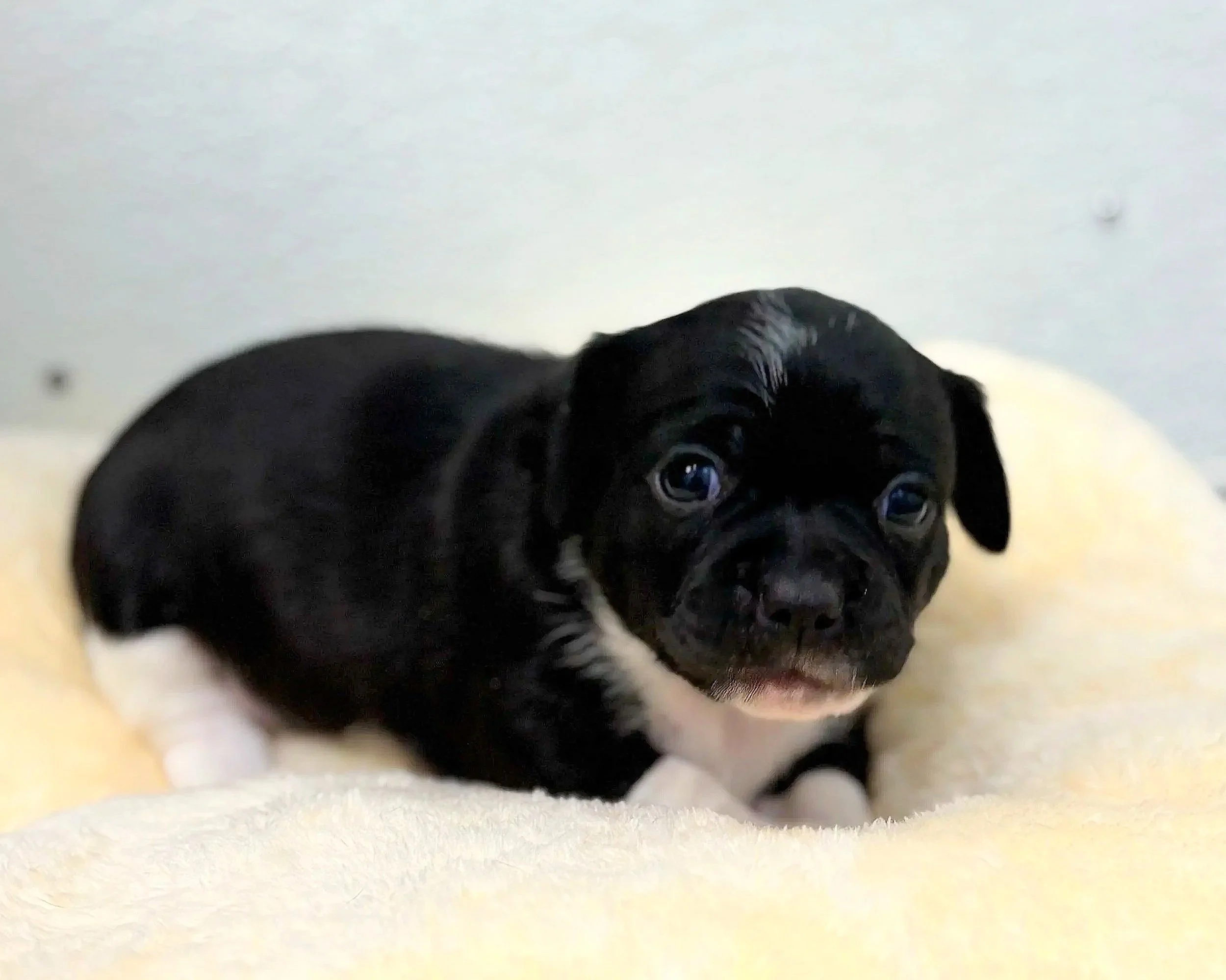 Devon/ Female/ 3 Weeks