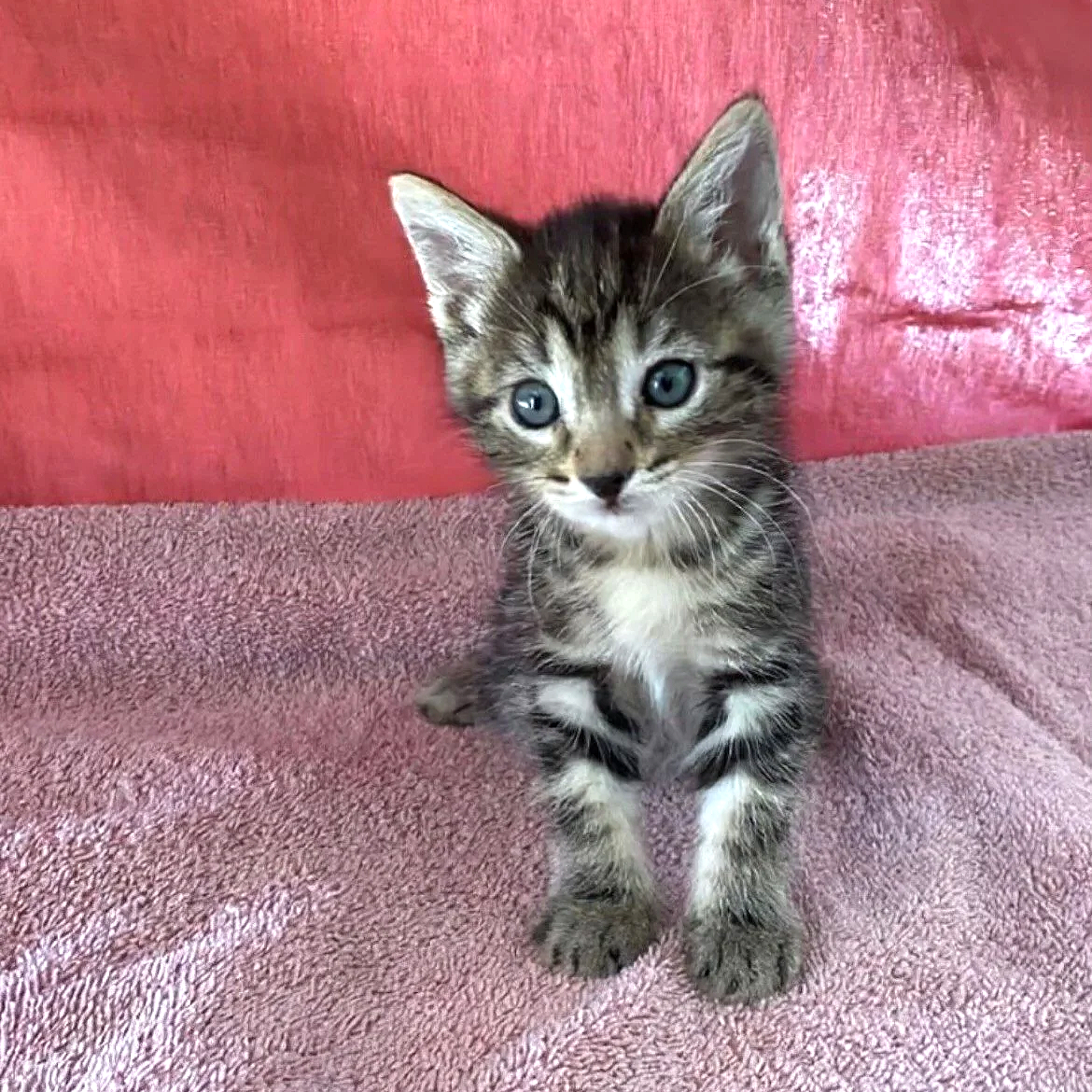 Amore/Female/6 weeks