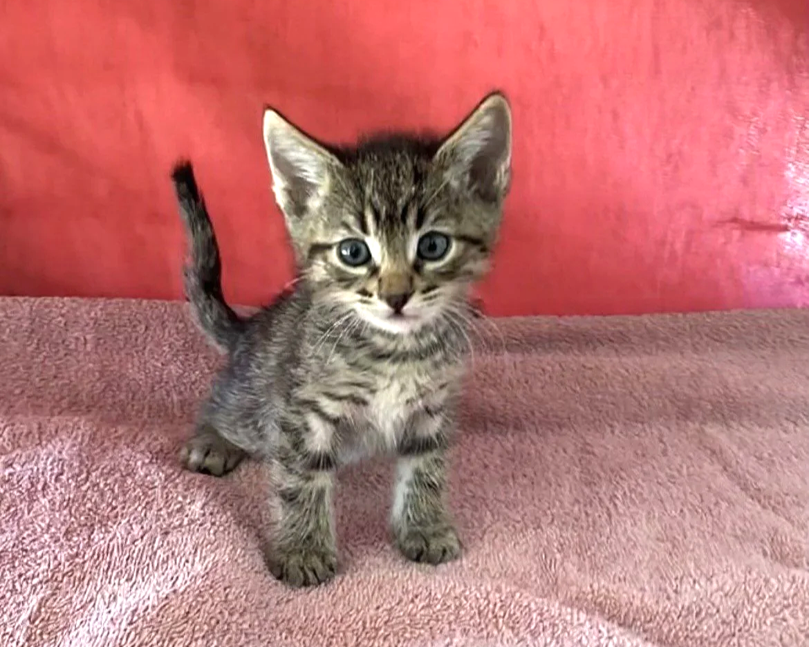 Sweetie/Female/6 weeks