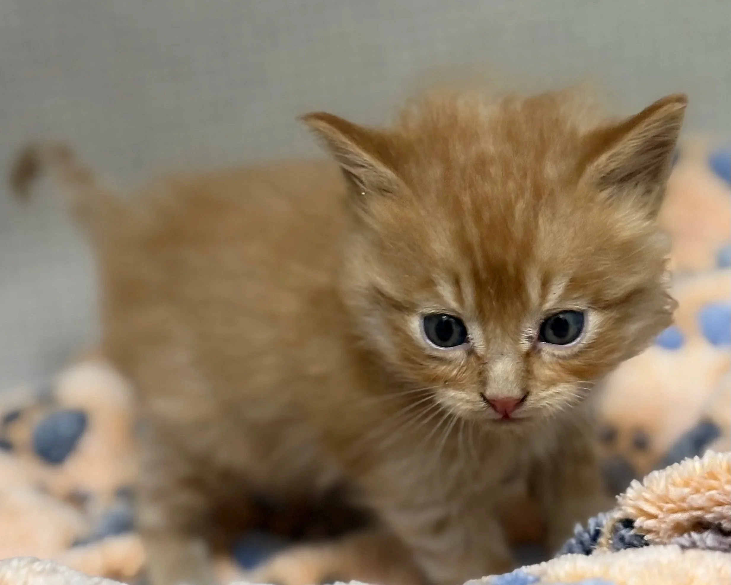 Scramble- Male- 5 weeks