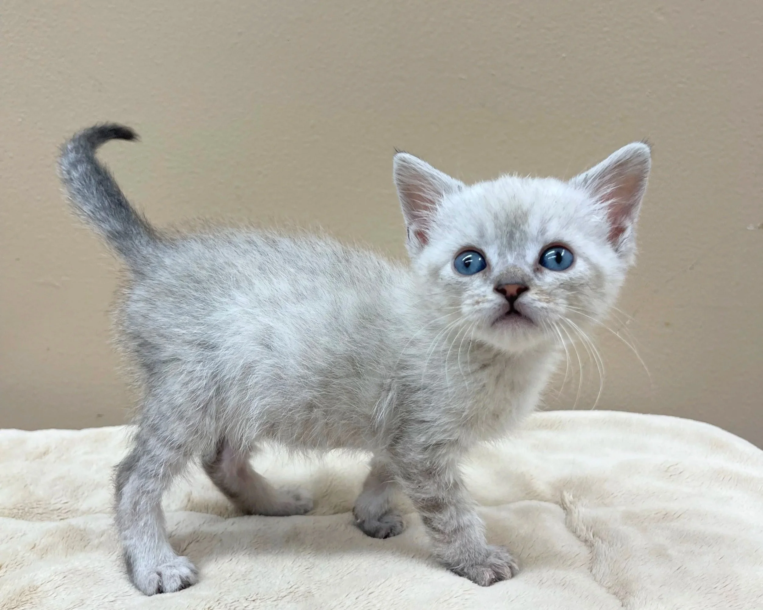 Cloud/Male/5 weeks approx.