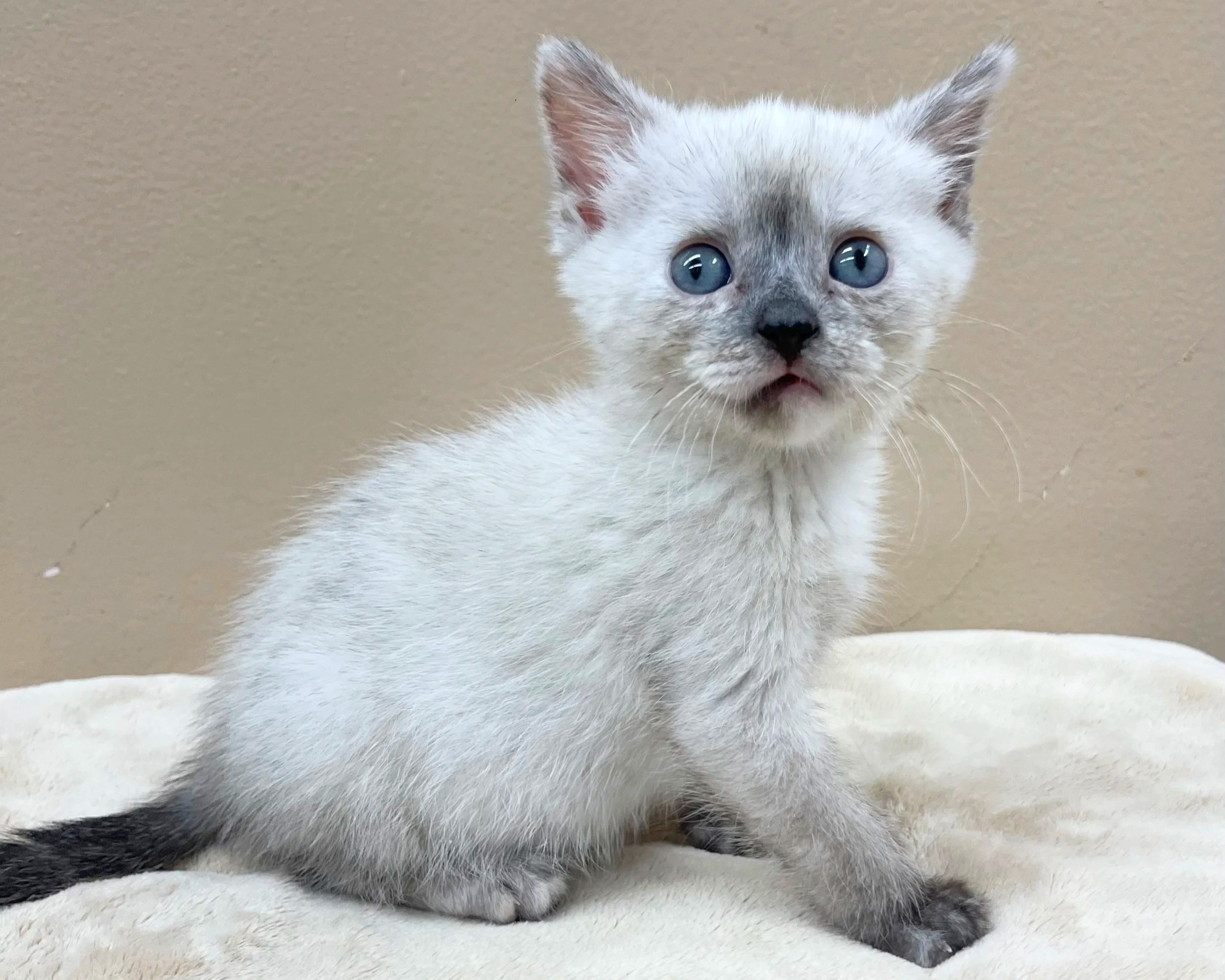 Ivory/Female/ 5 weeks approx.