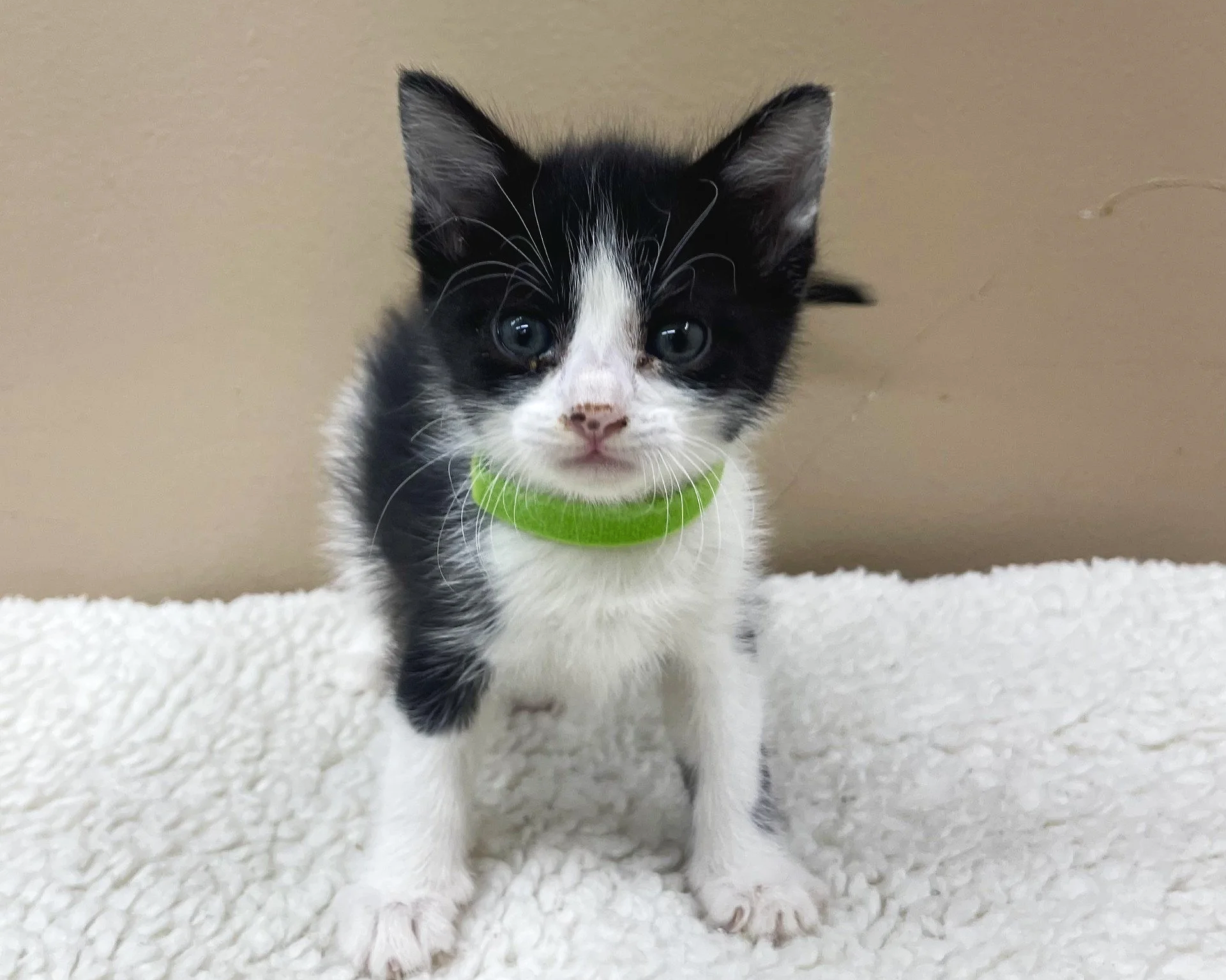 Clover/Female/Black&White