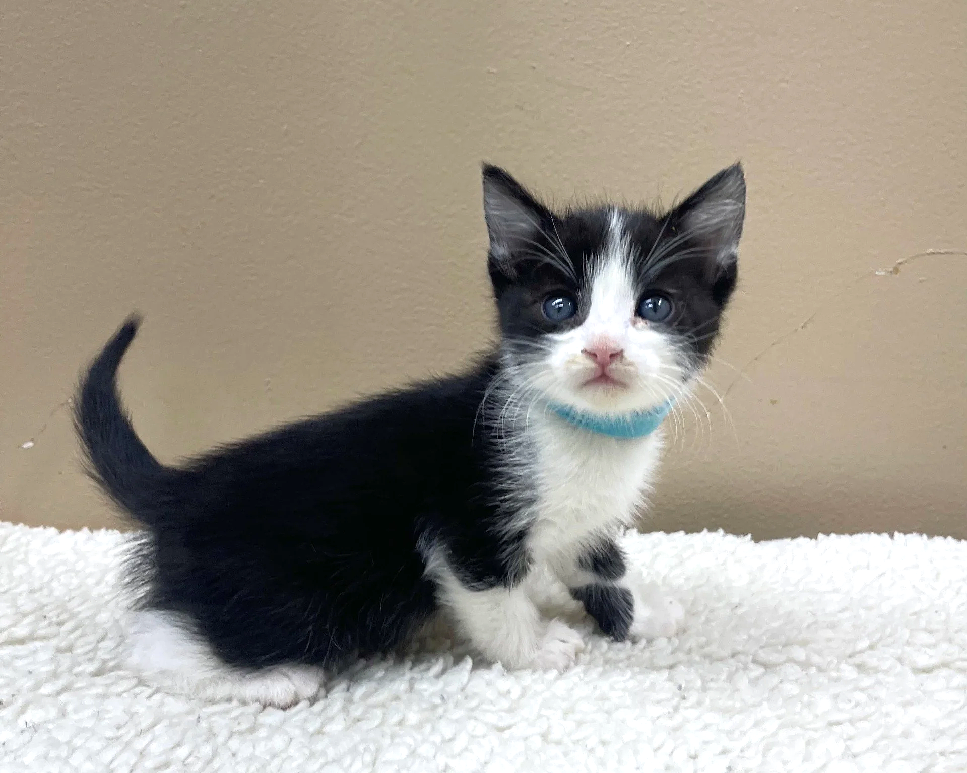 Blarney/Male/Black&White